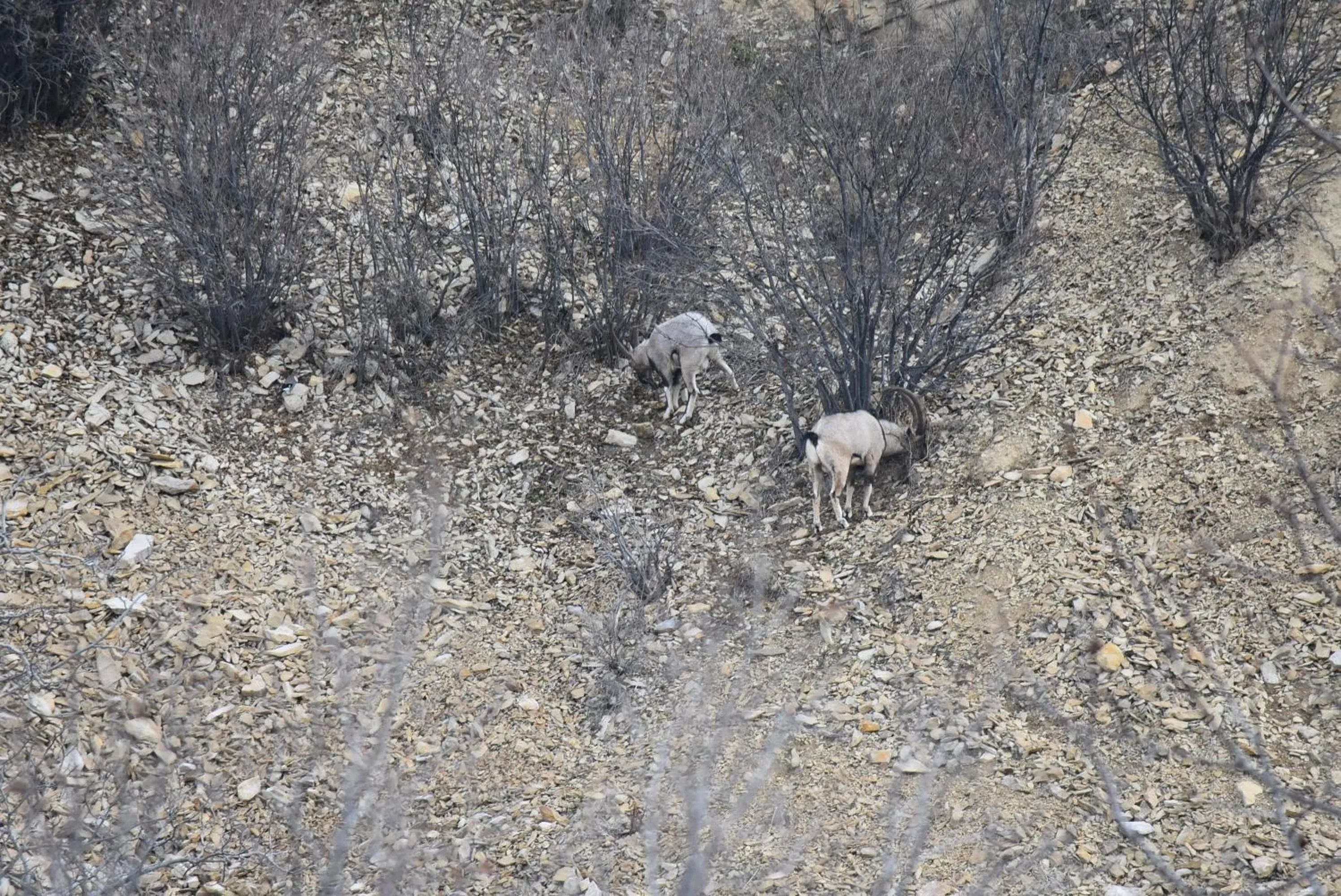 Animals in Areni Lodge