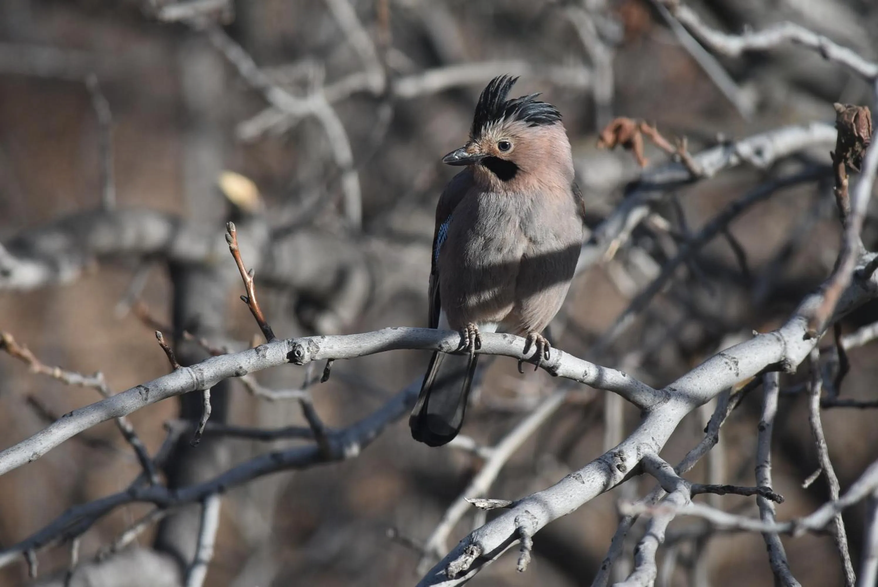 Winter in Areni Lodge