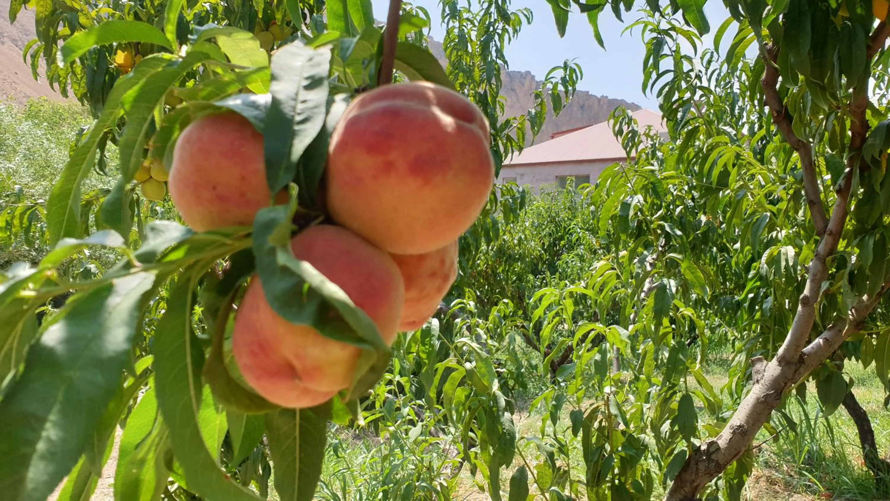 Garden in Areni Lodge