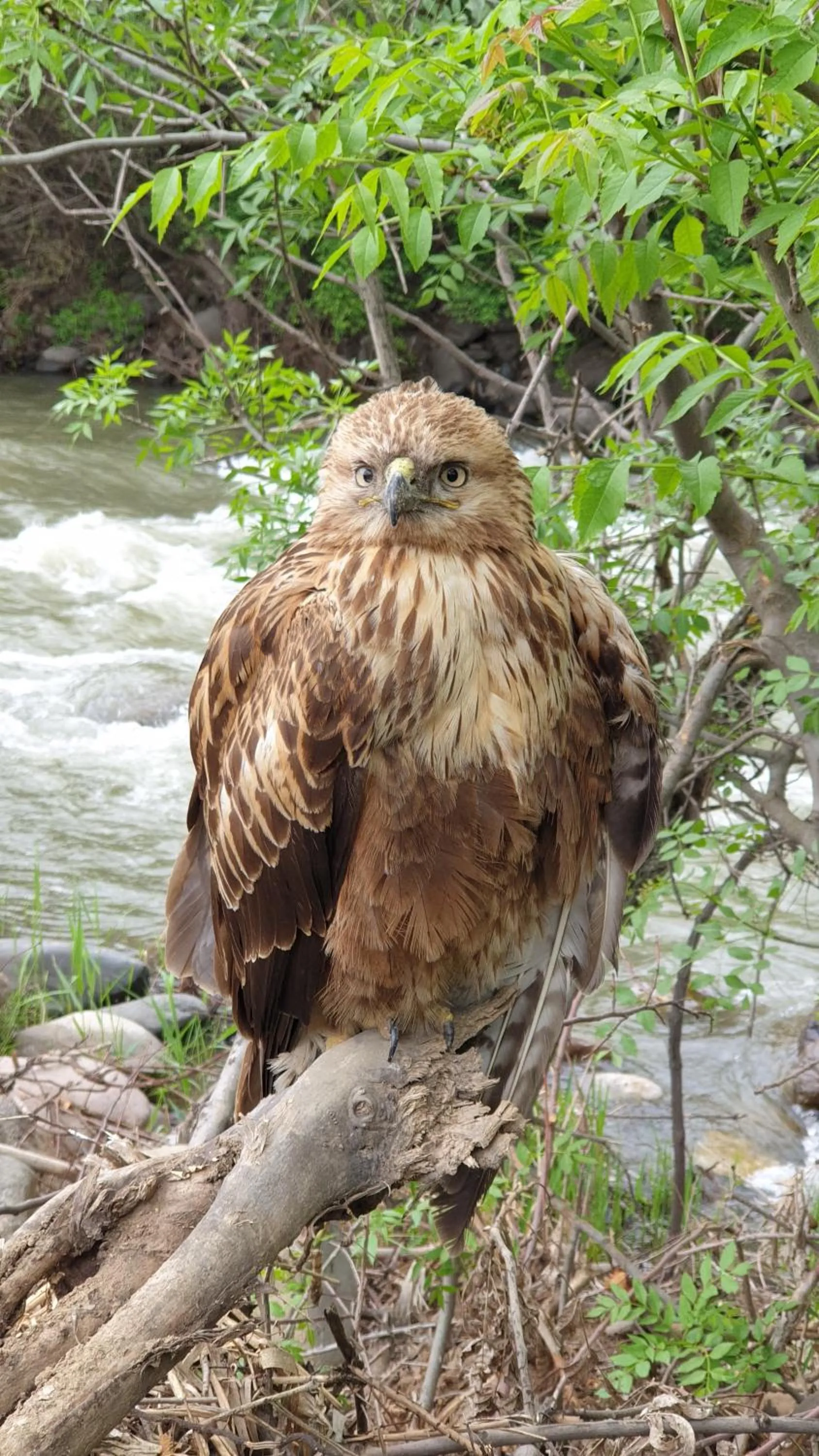 Animals in Areni Lodge