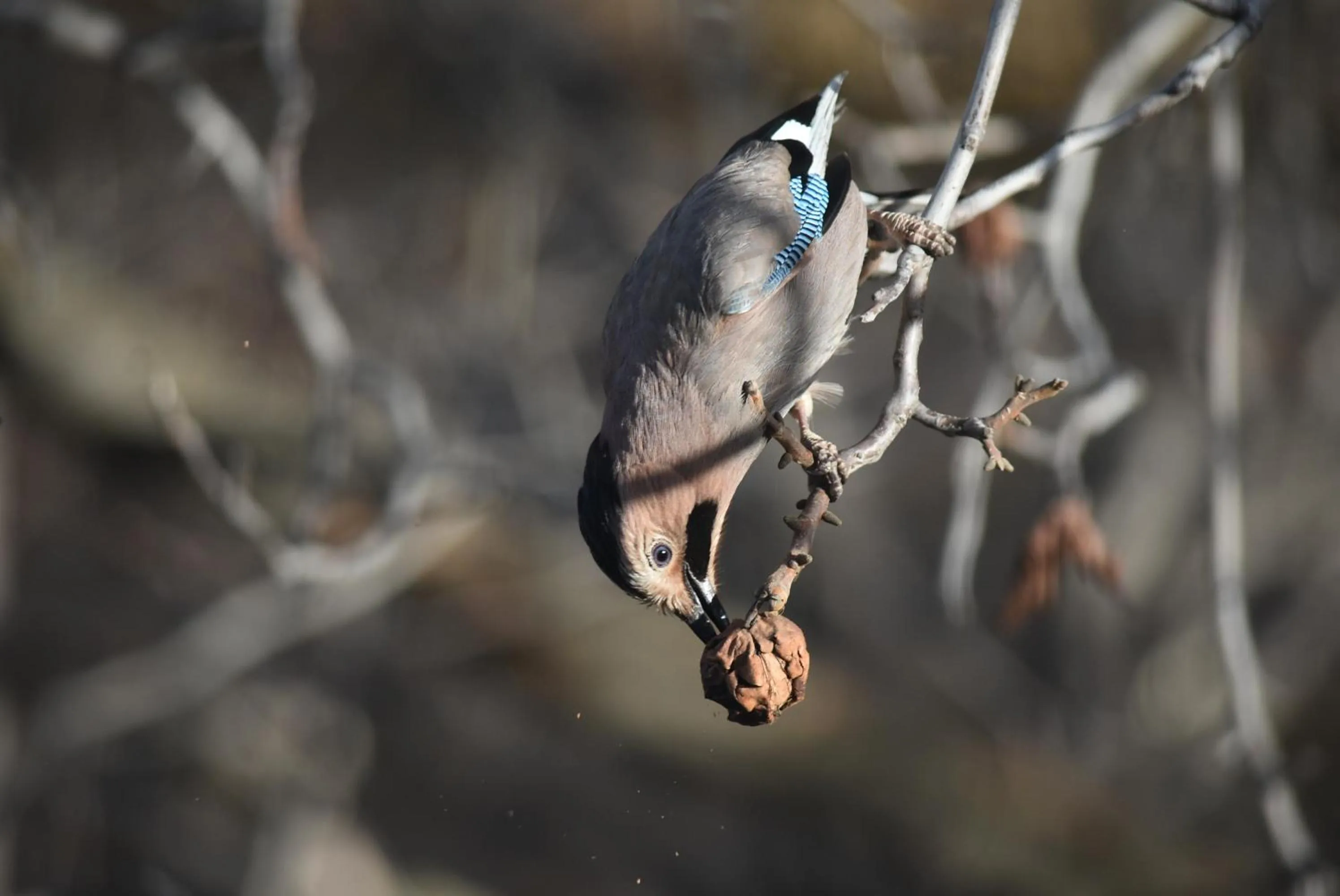 Winter in Areni Lodge