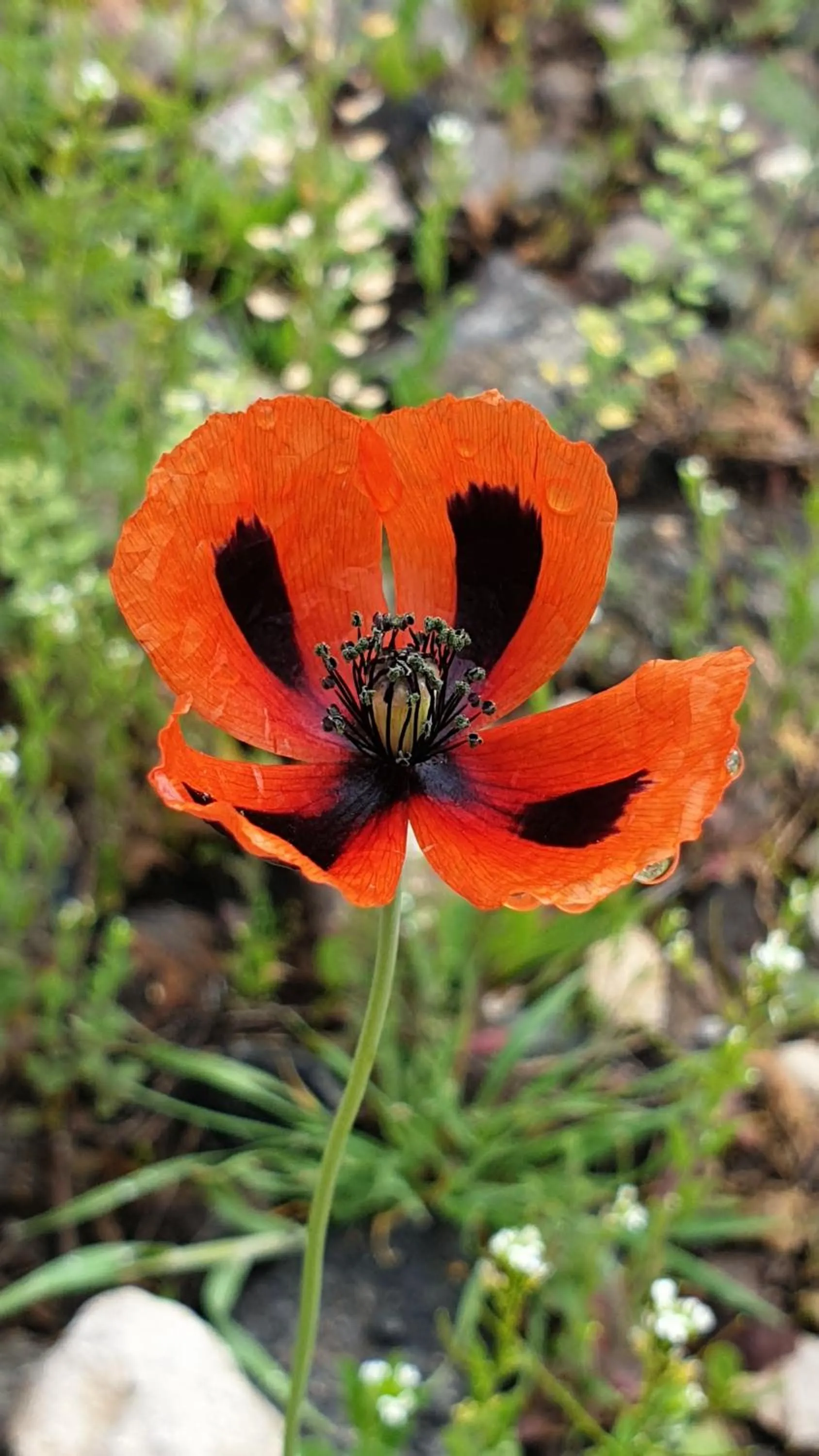 Spring in Areni Lodge