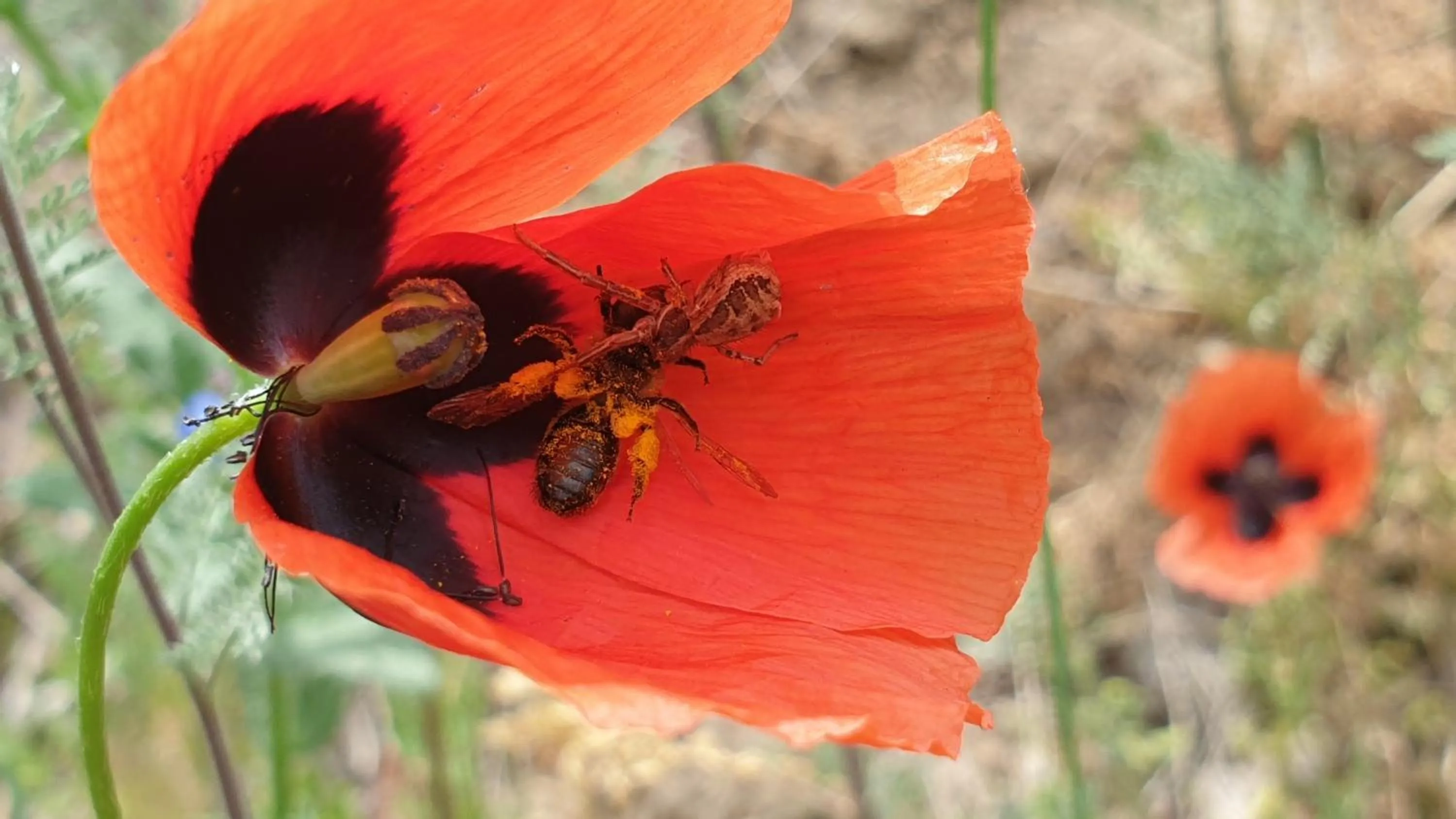 Garden in Areni Lodge
