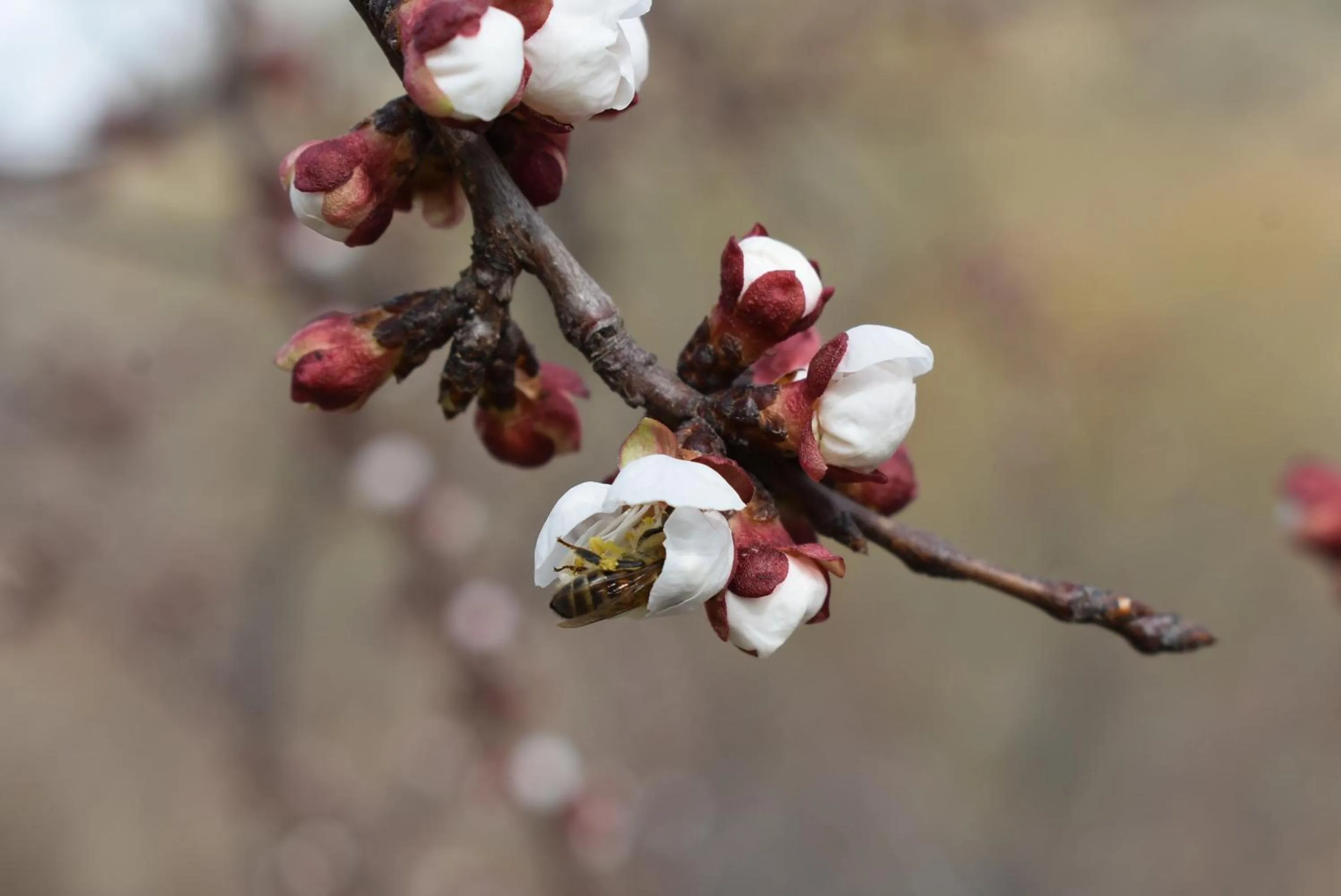 Spring in Areni Lodge
