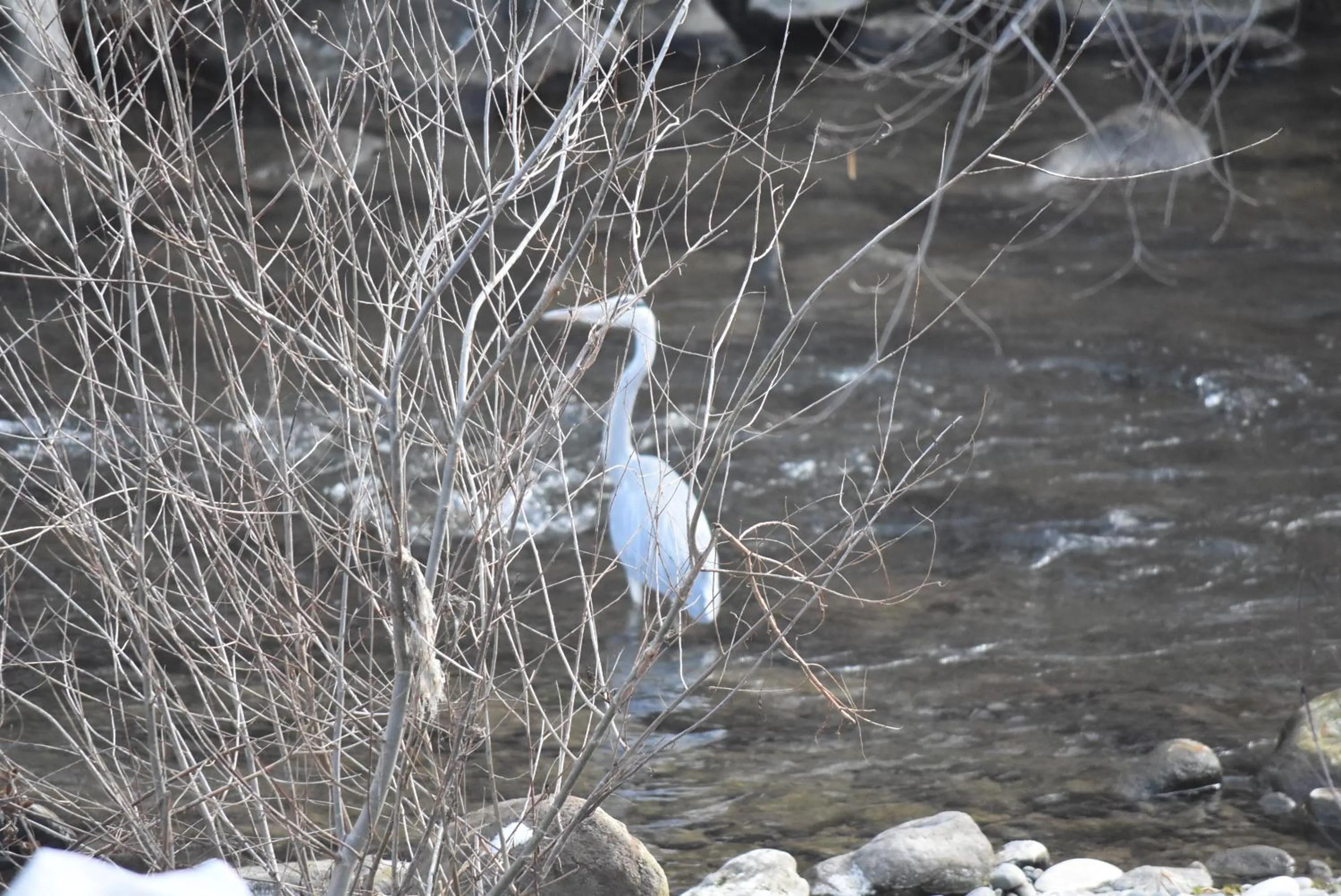 Animals in Areni Lodge