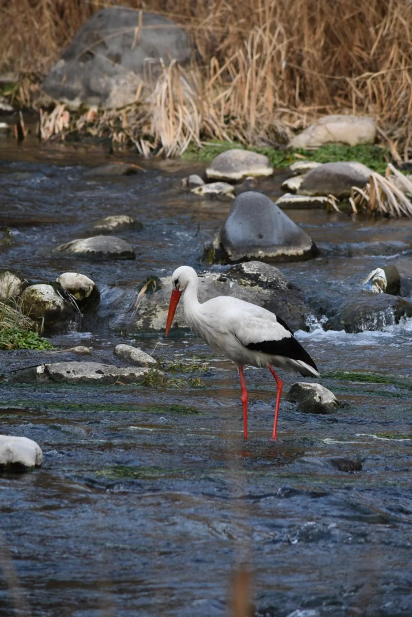 Spring in Areni Lodge