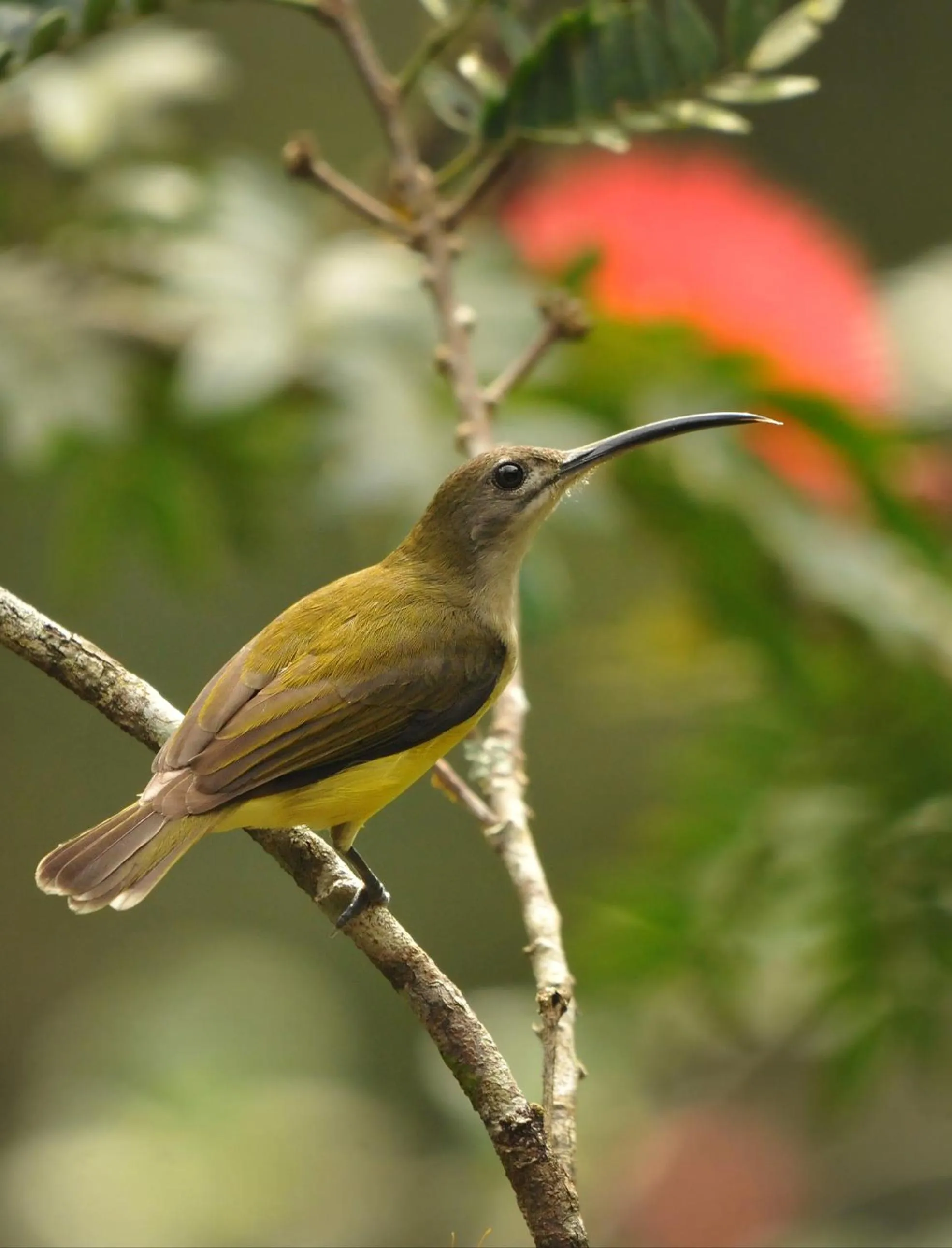 Activities in Magnolia Estates & Resorts