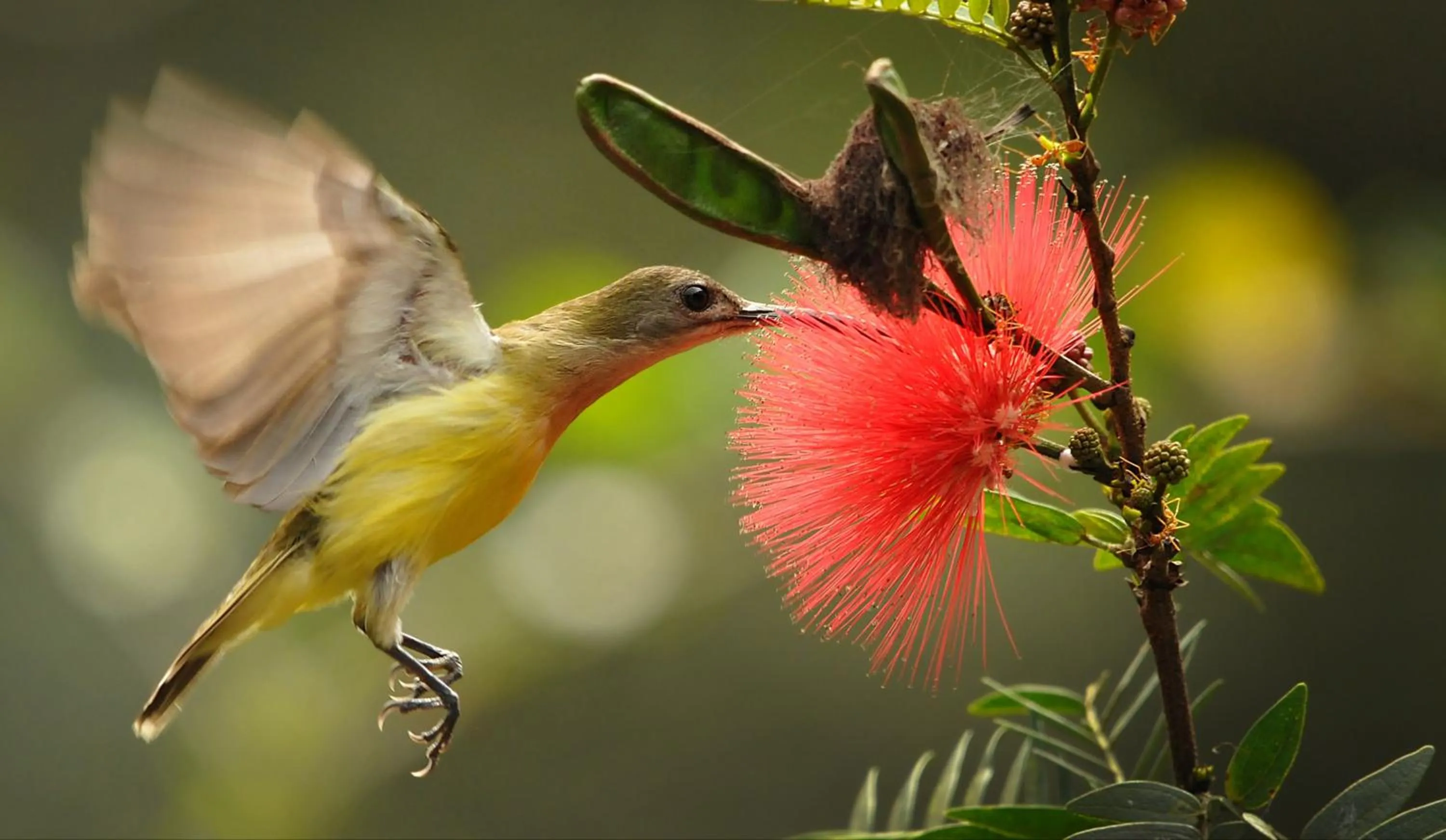 Activities in Magnolia Estates & Resorts