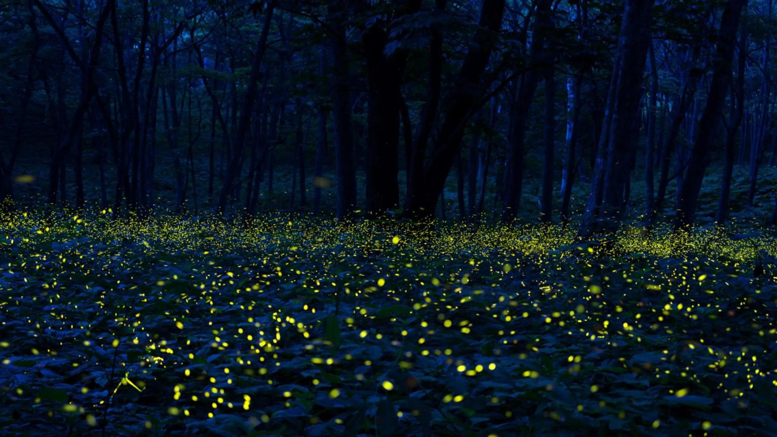 Nearby landmark in ANA InterContinental Appi Kogen Resort by IHG