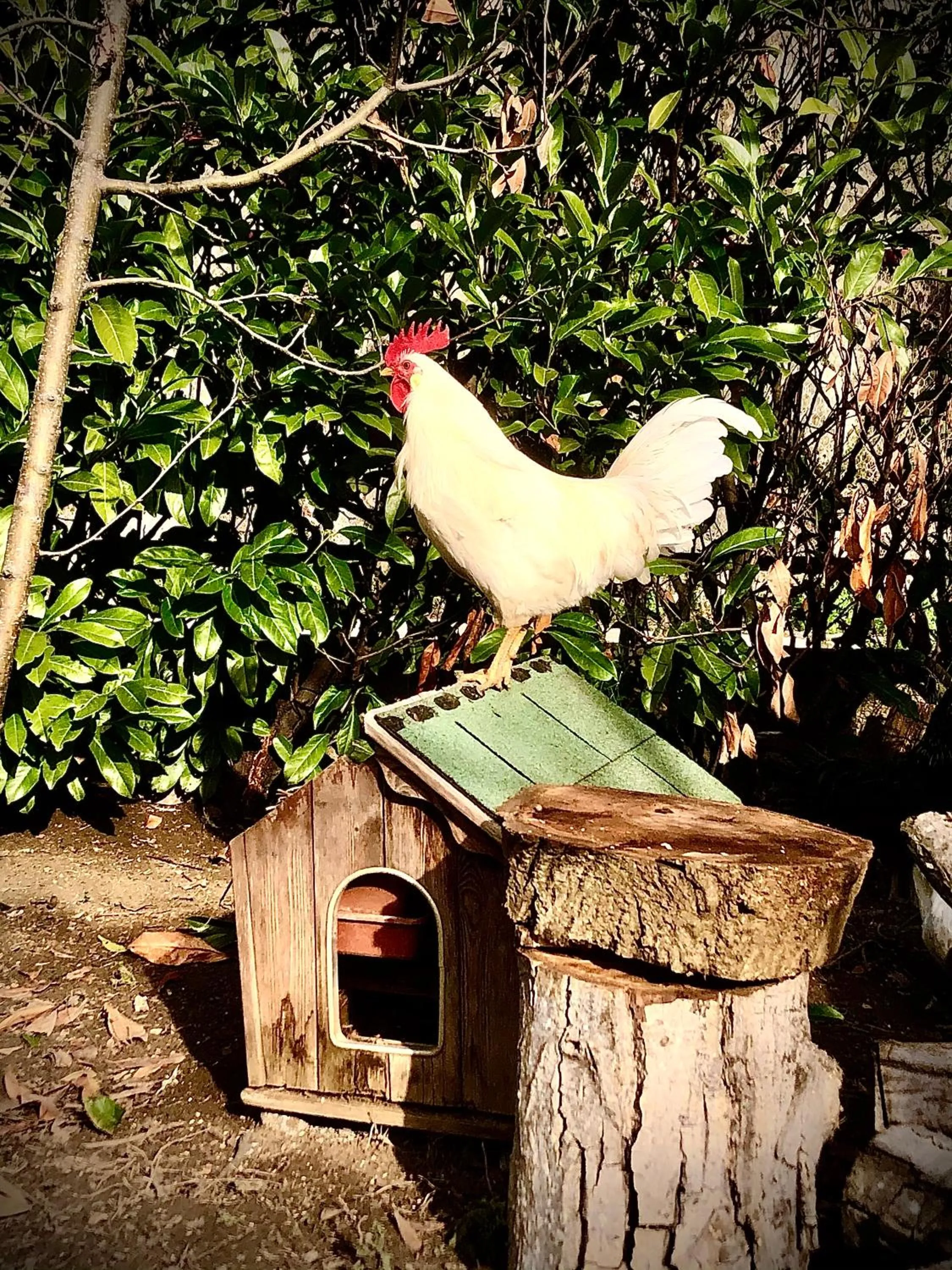 Garden in B&B Curva della Palma