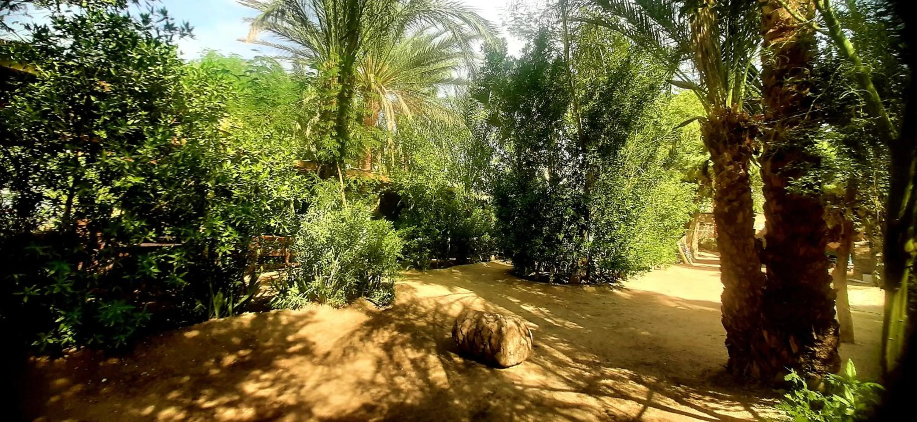 Restaurant/places to eat in Nour El Gourna