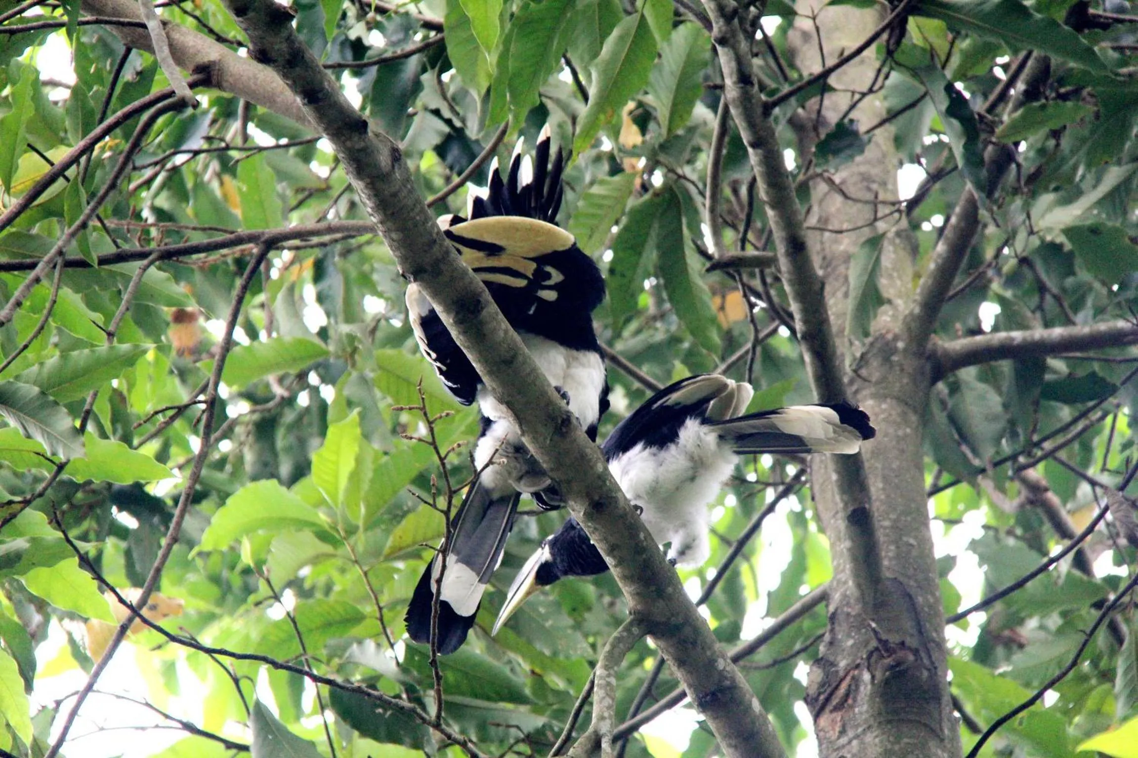 Animals in Jungle Safari Resort