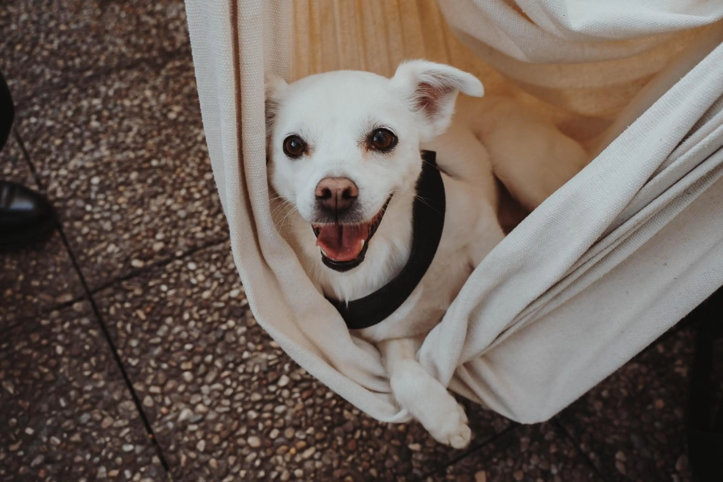 pet friendly in Ostello Bello Assisi Bevagna