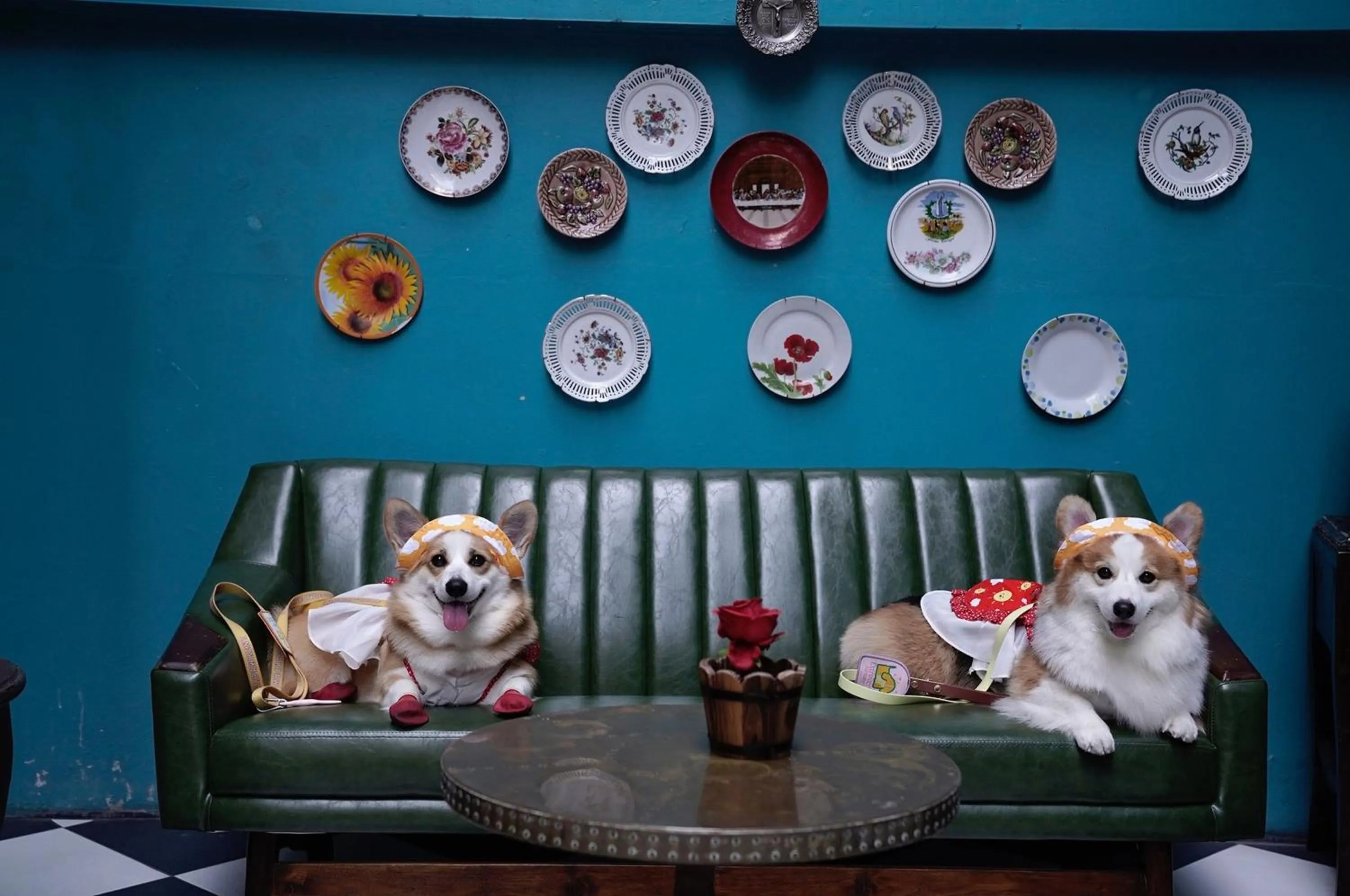 Pets in The Quba Boutique Hotel Pattaya