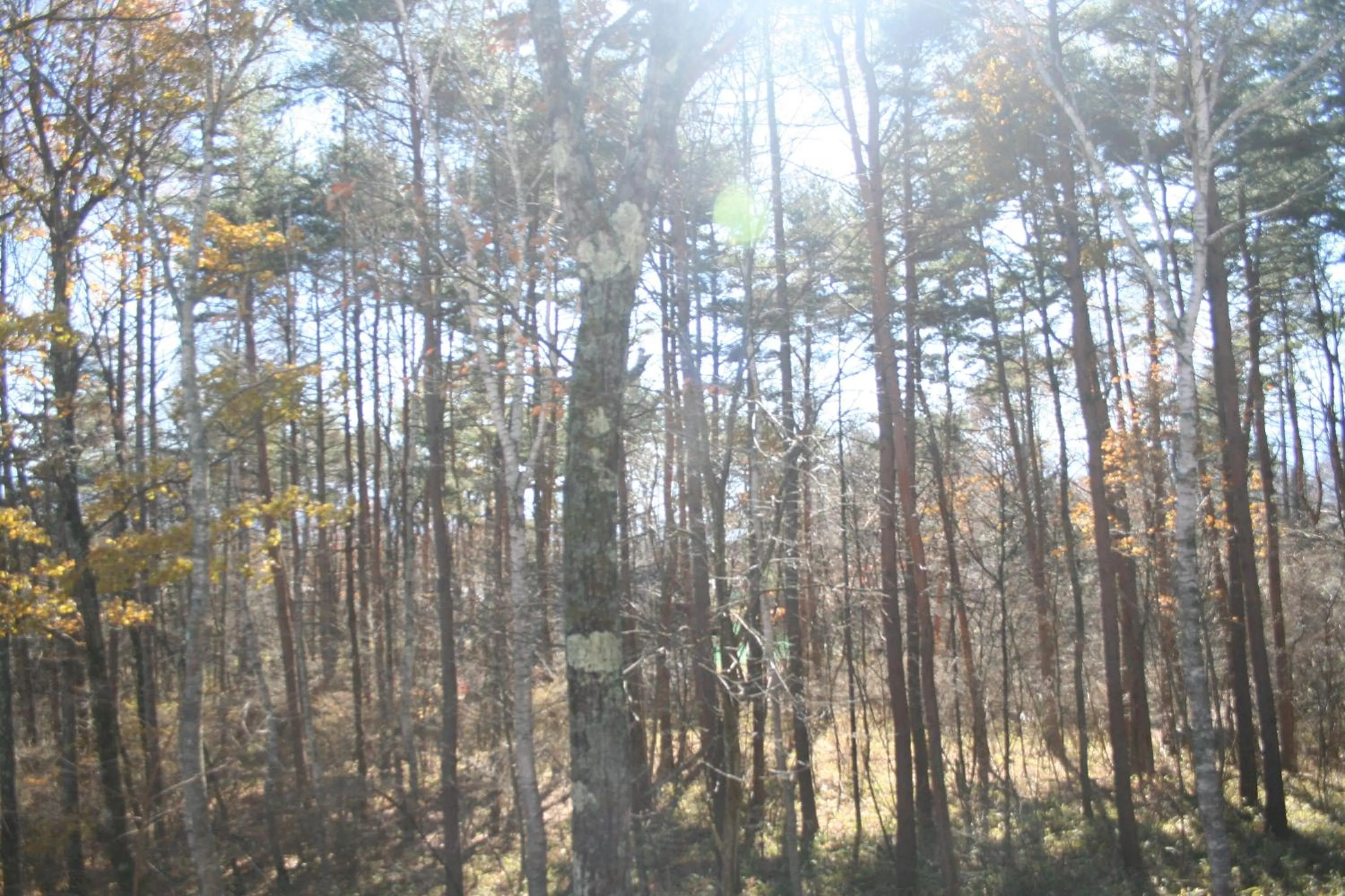 Area and facilities in Pension Half Time