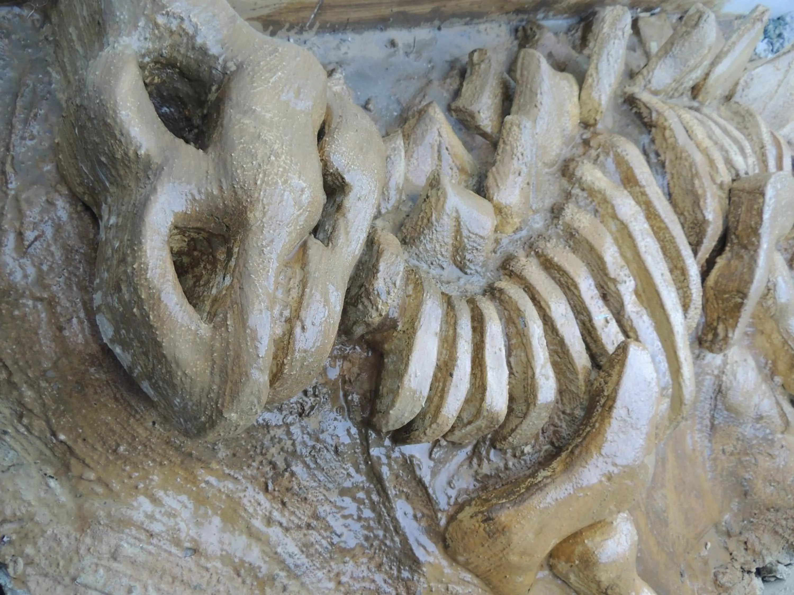 Decorative detail in Hotel Recanto dos Dinossauros