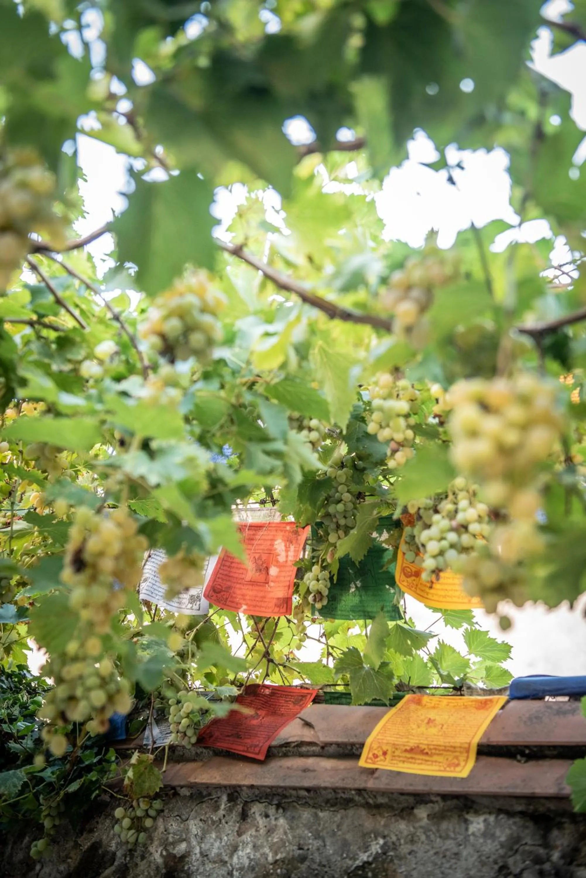 Garden in Casa Babbuino