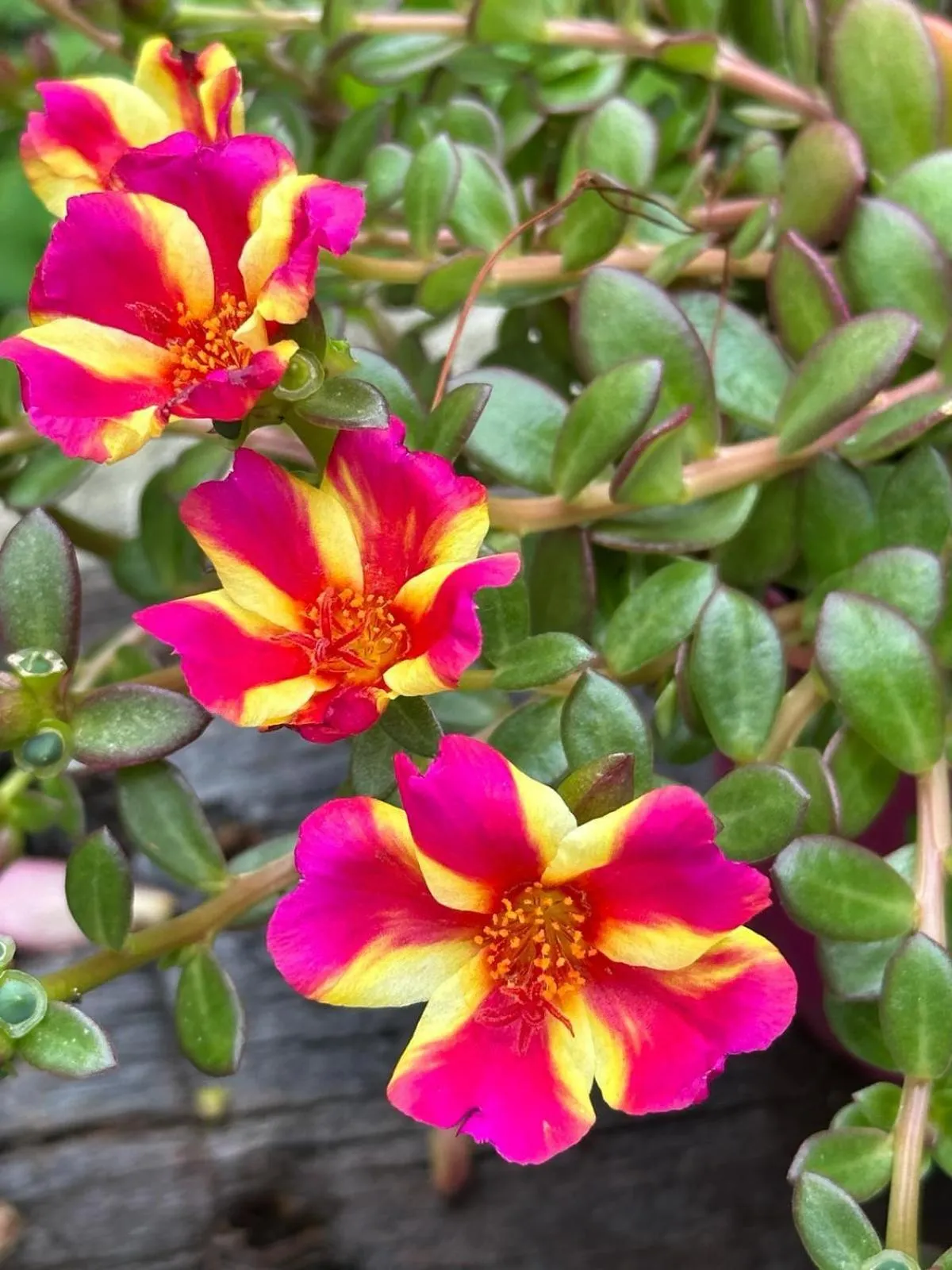 Garden in Casa Babbuino