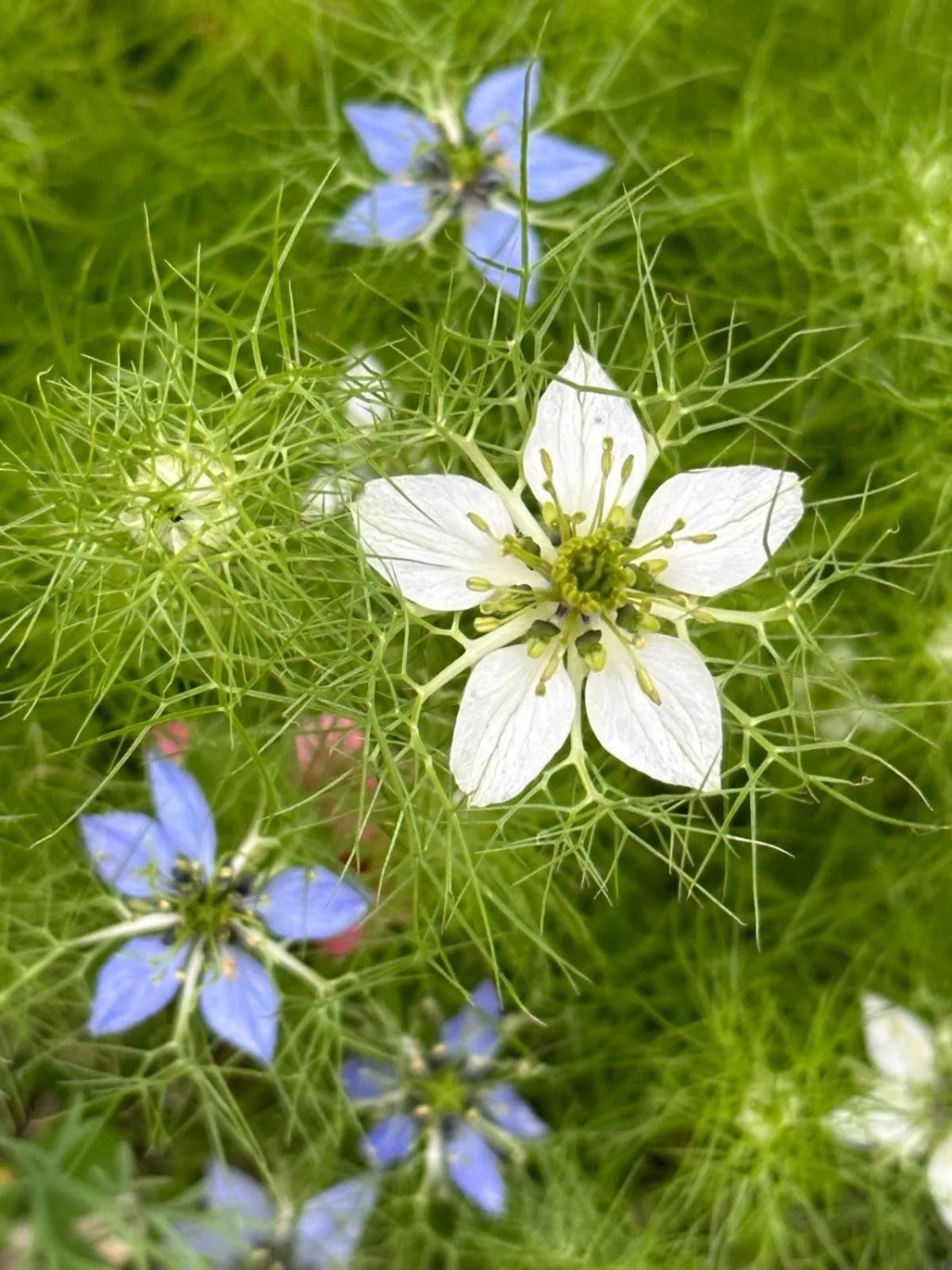 Garden in Casa Babbuino