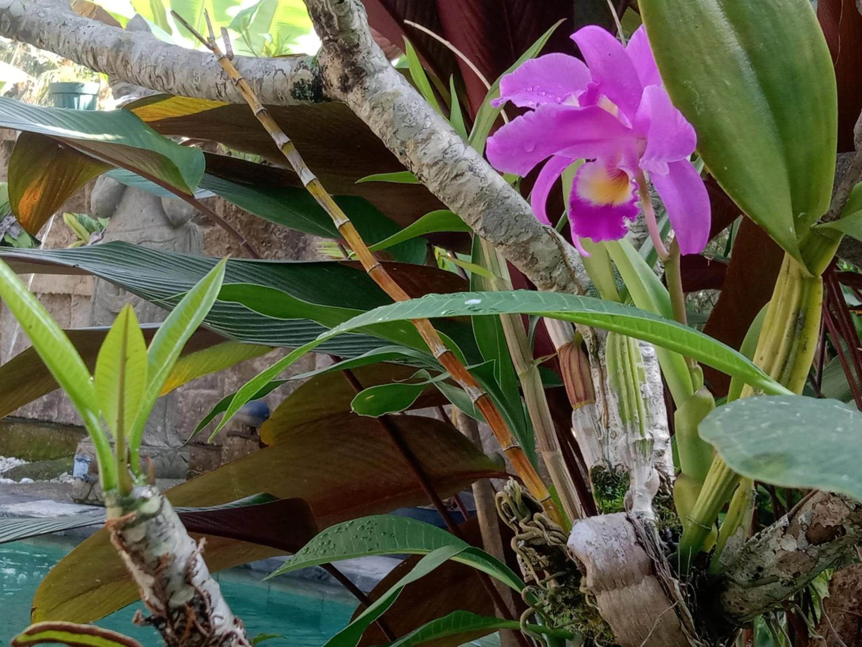 Animals in Ananda JJ Ubud Resort & Spa