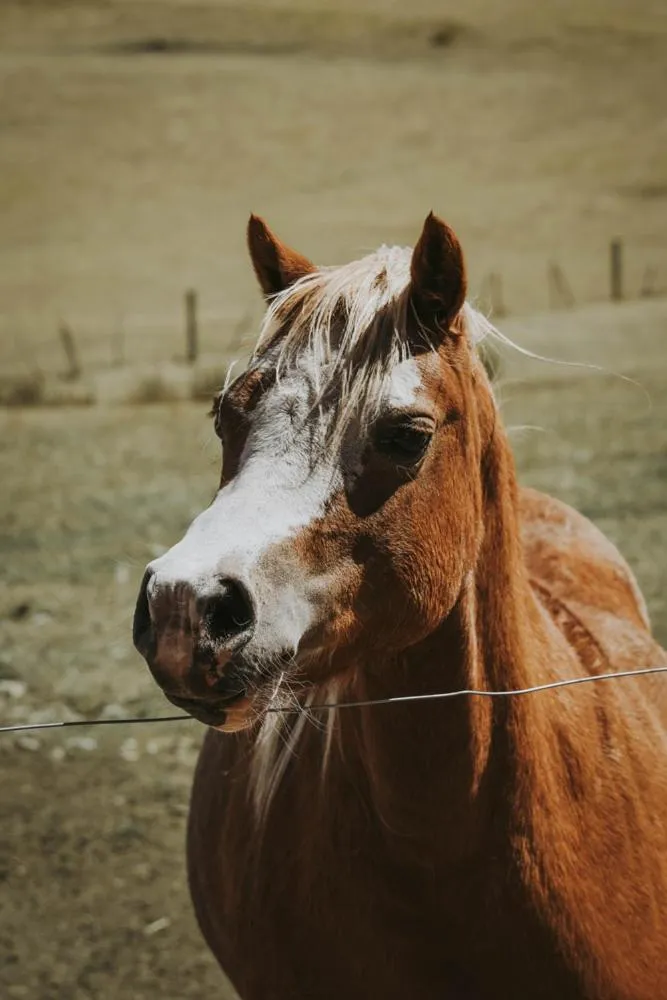 Animals in Iron Creek Bay Estate