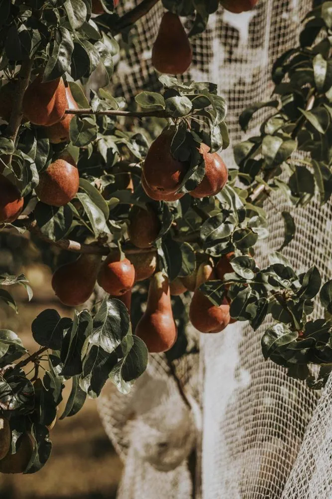 Garden in Iron Creek Bay Estate