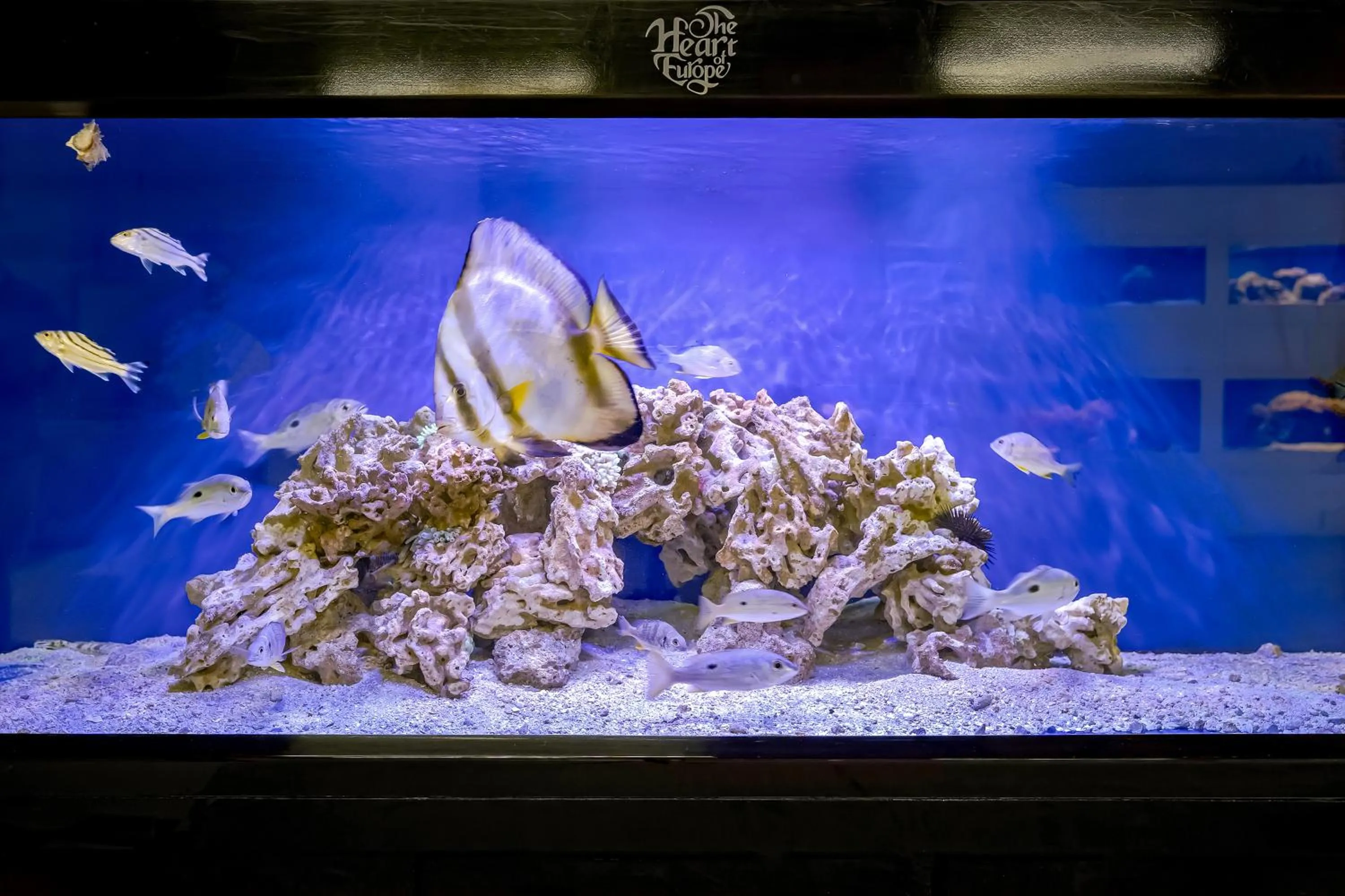 Animals in Voco Dubai Monaco, The Heart of Europe by IHG-Adult only