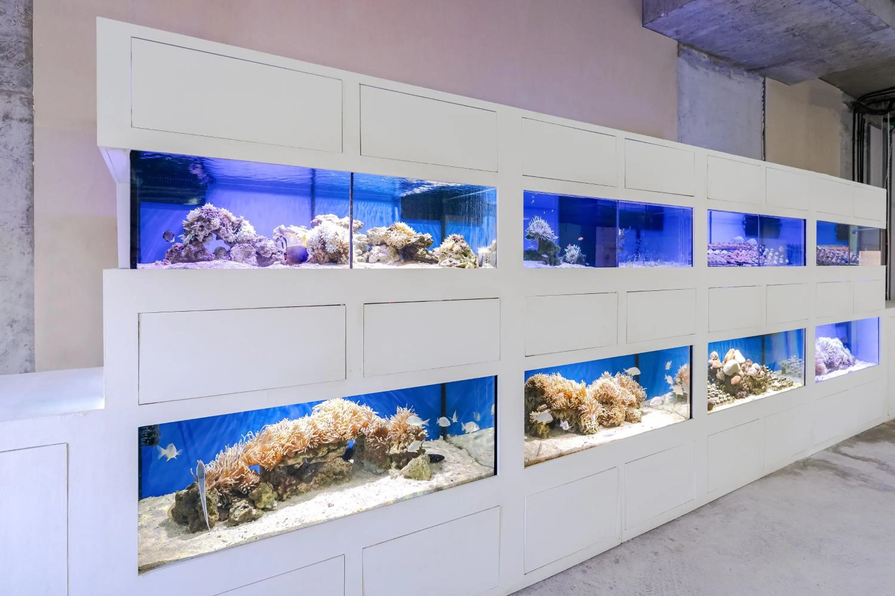 Animals in Voco Dubai Monaco, The Heart of Europe by IHG-Adult only