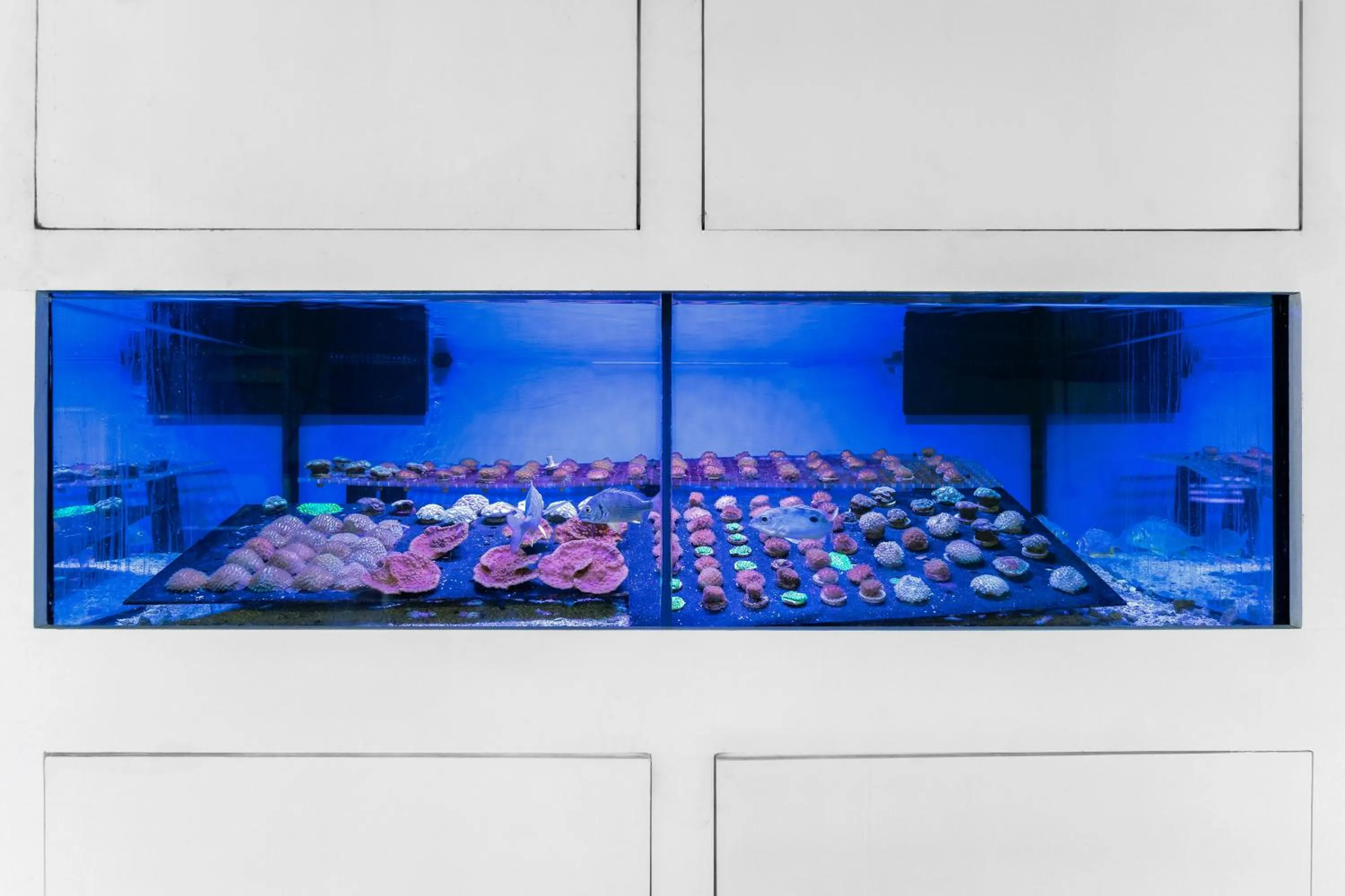 Fishing in Voco Dubai Monaco, The Heart of Europe by IHG-Adult only