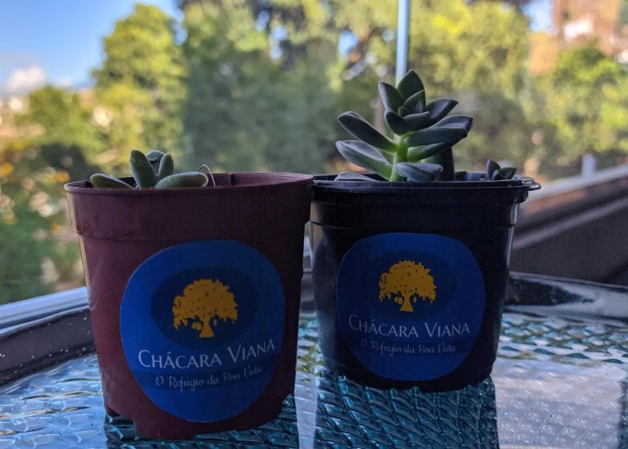 Restaurant/places to eat in Pousada Viana