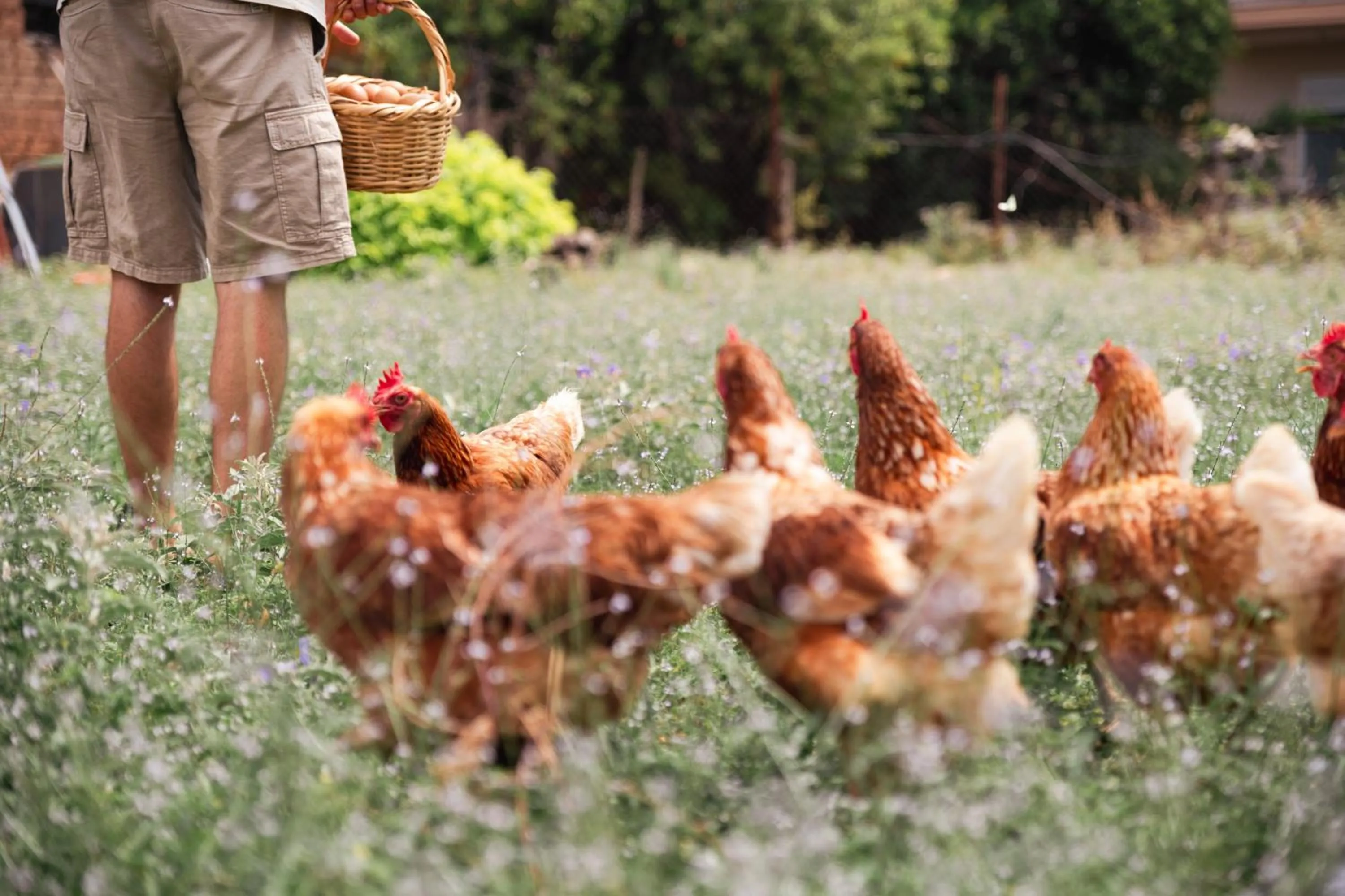 Breakfast in Akrolithos Luxury Suites & Spa