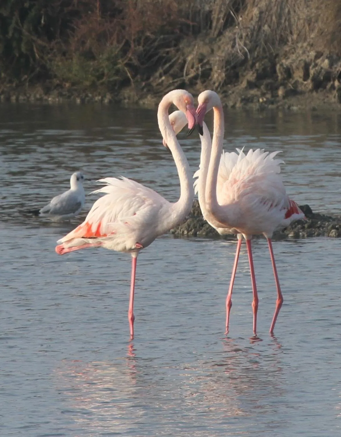Animals in Isola di Albarella Hotel Capo Nord