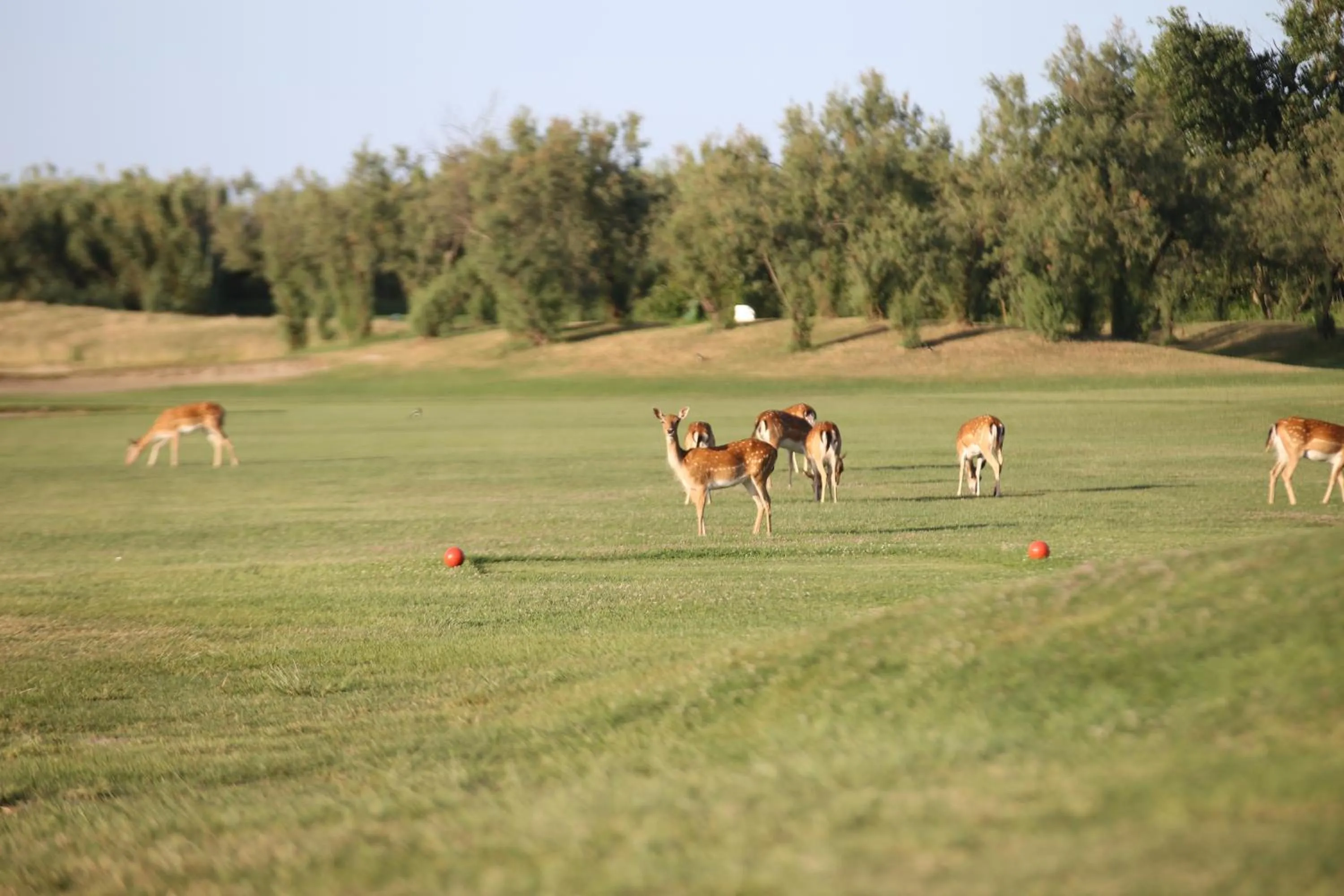 Animals in Isola di Albarella Hotel Capo Nord