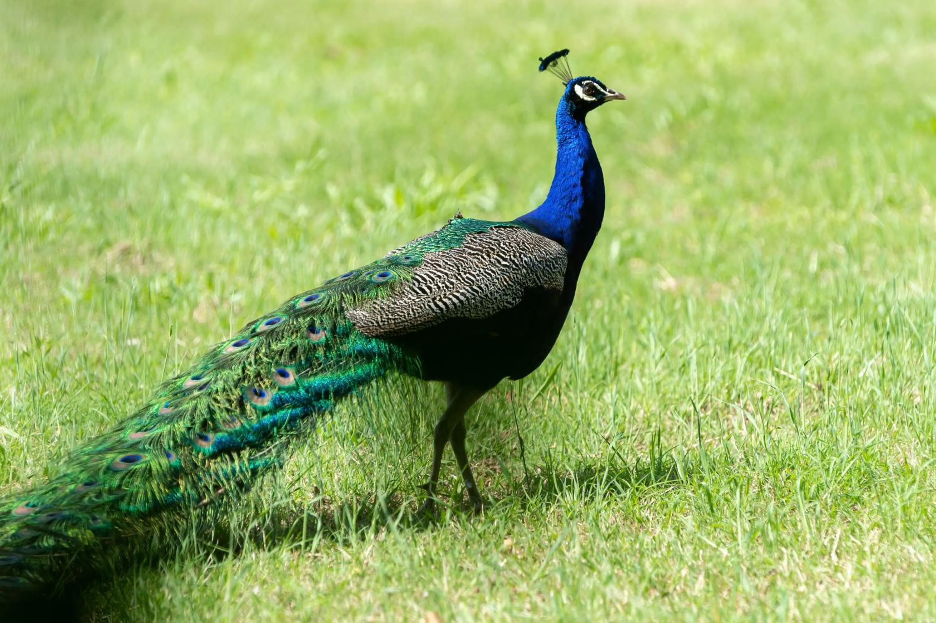 Animals in Isola di Albarella Hotel Capo Nord