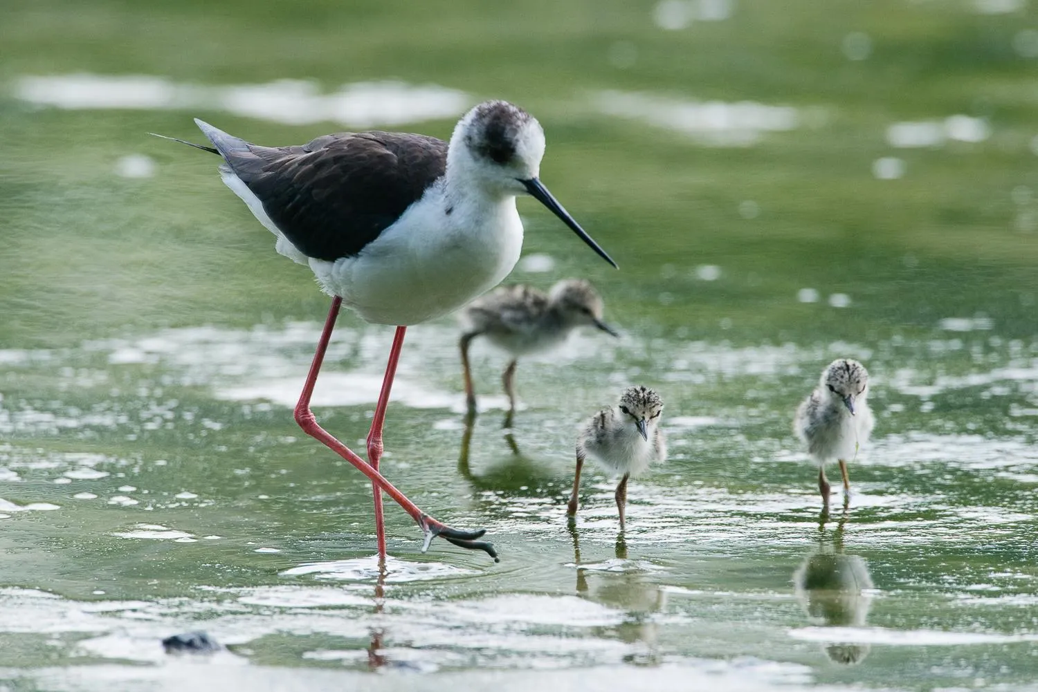 Natural landscape in Isola di Albarella Hotel Capo Nord