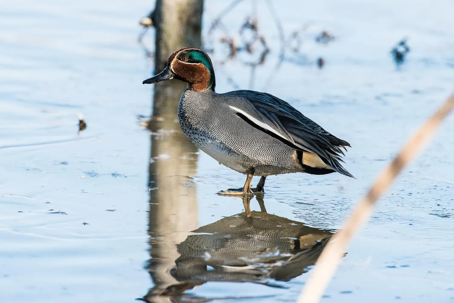 Natural landscape in Isola di Albarella Hotel Capo Nord