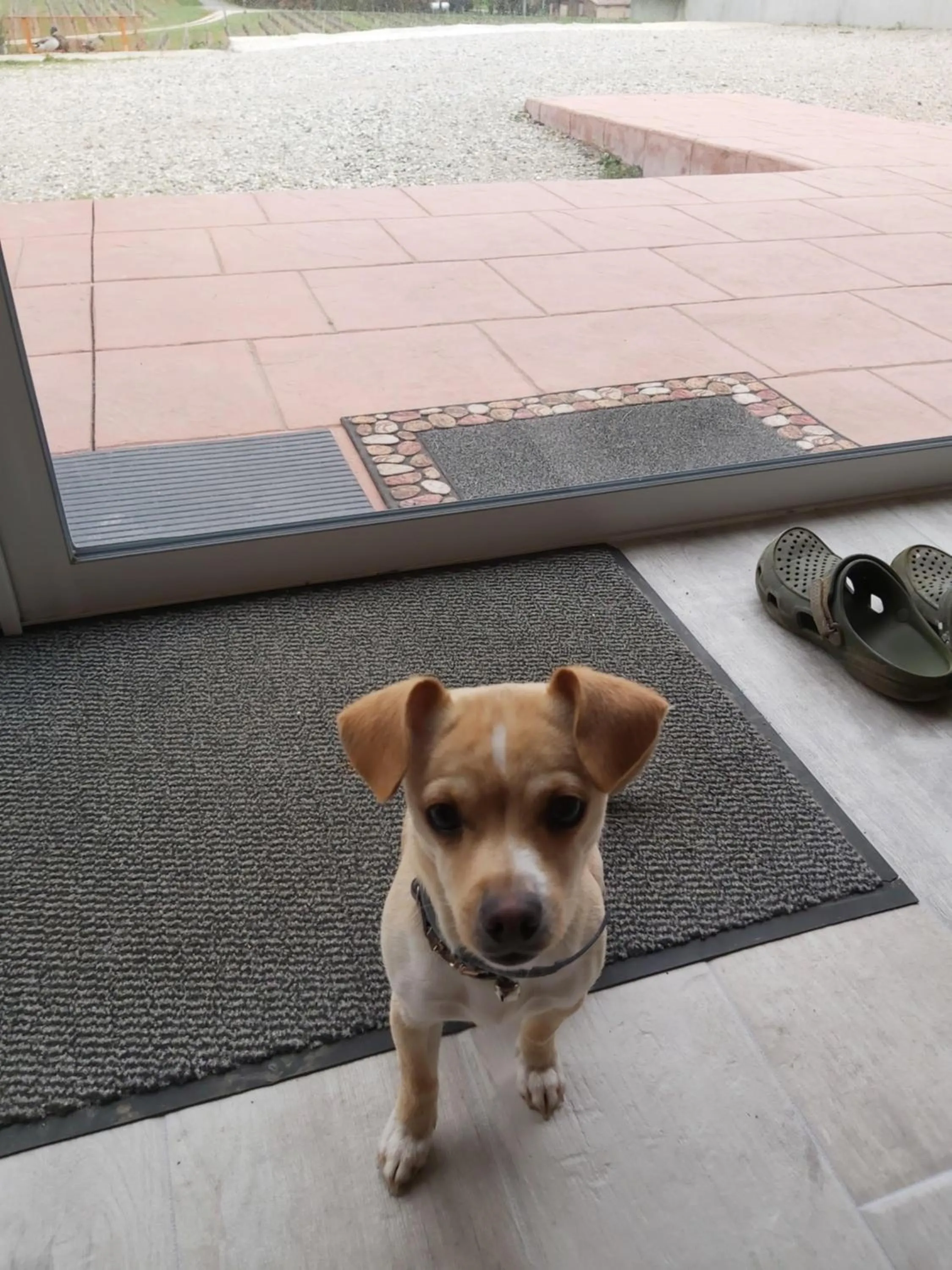 Pets in domaine de codeval