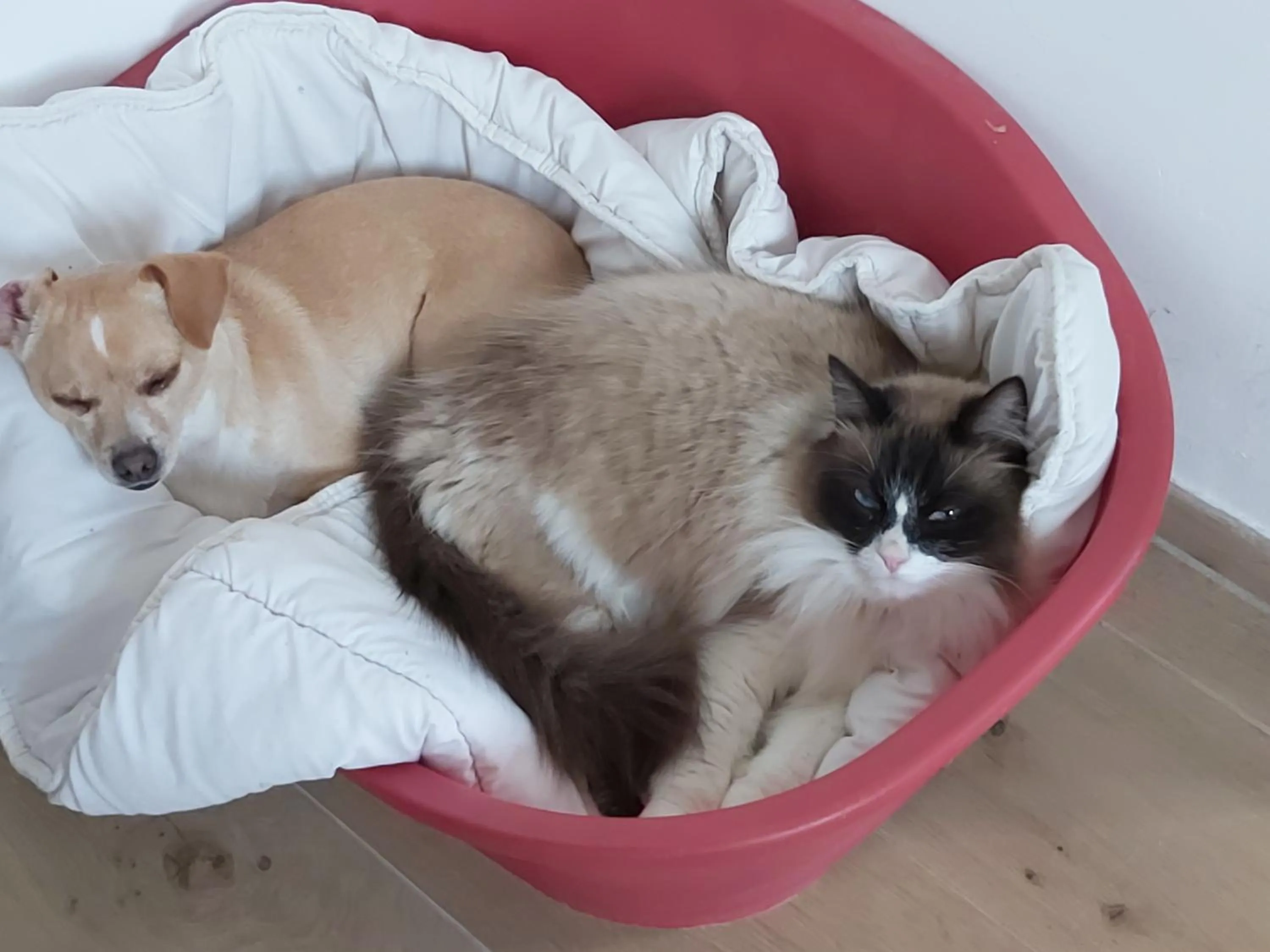 Animals in domaine de codeval