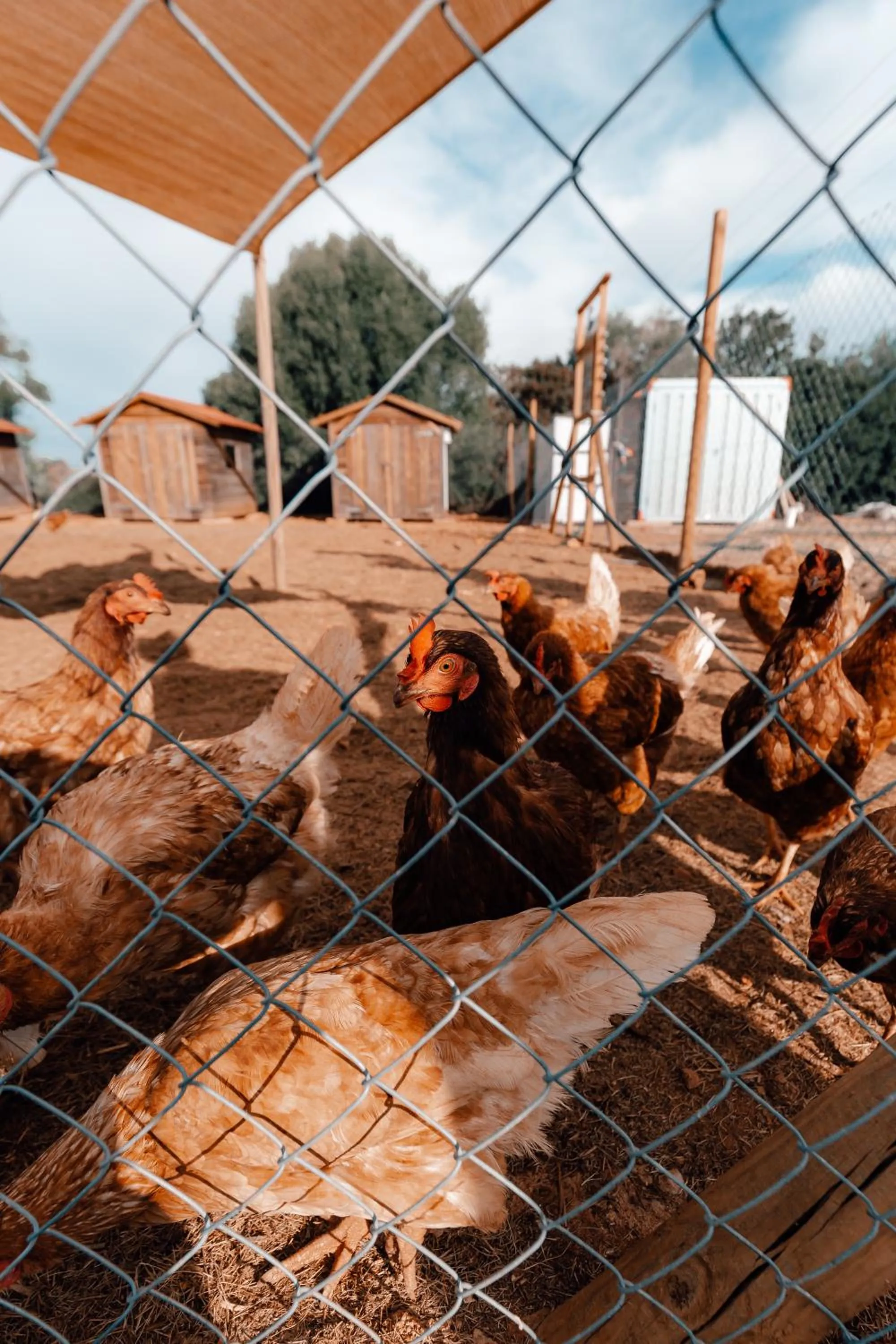 Animals in Finca Amapola - Agrotourismus