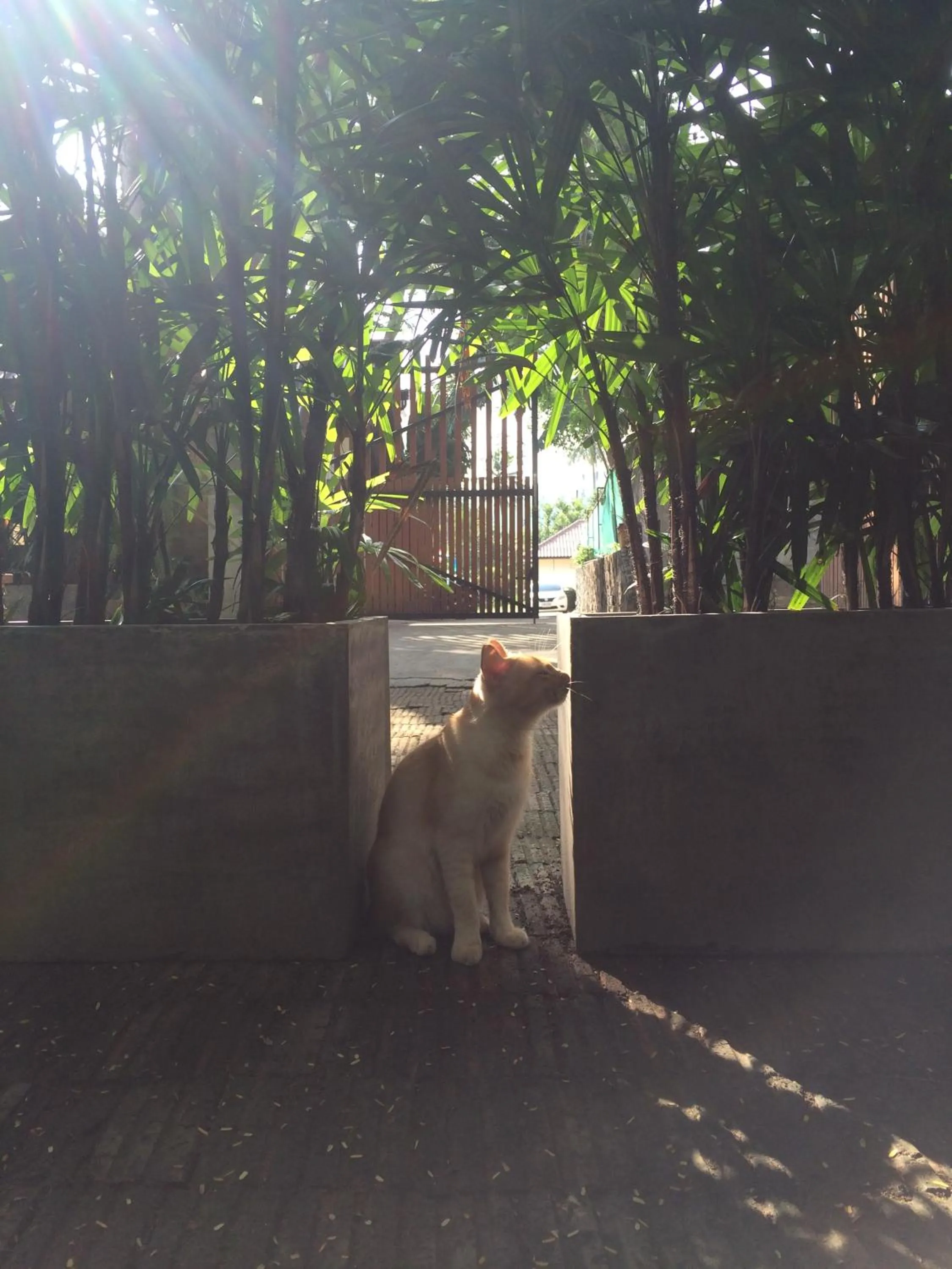 Pets in Fern House Retreat