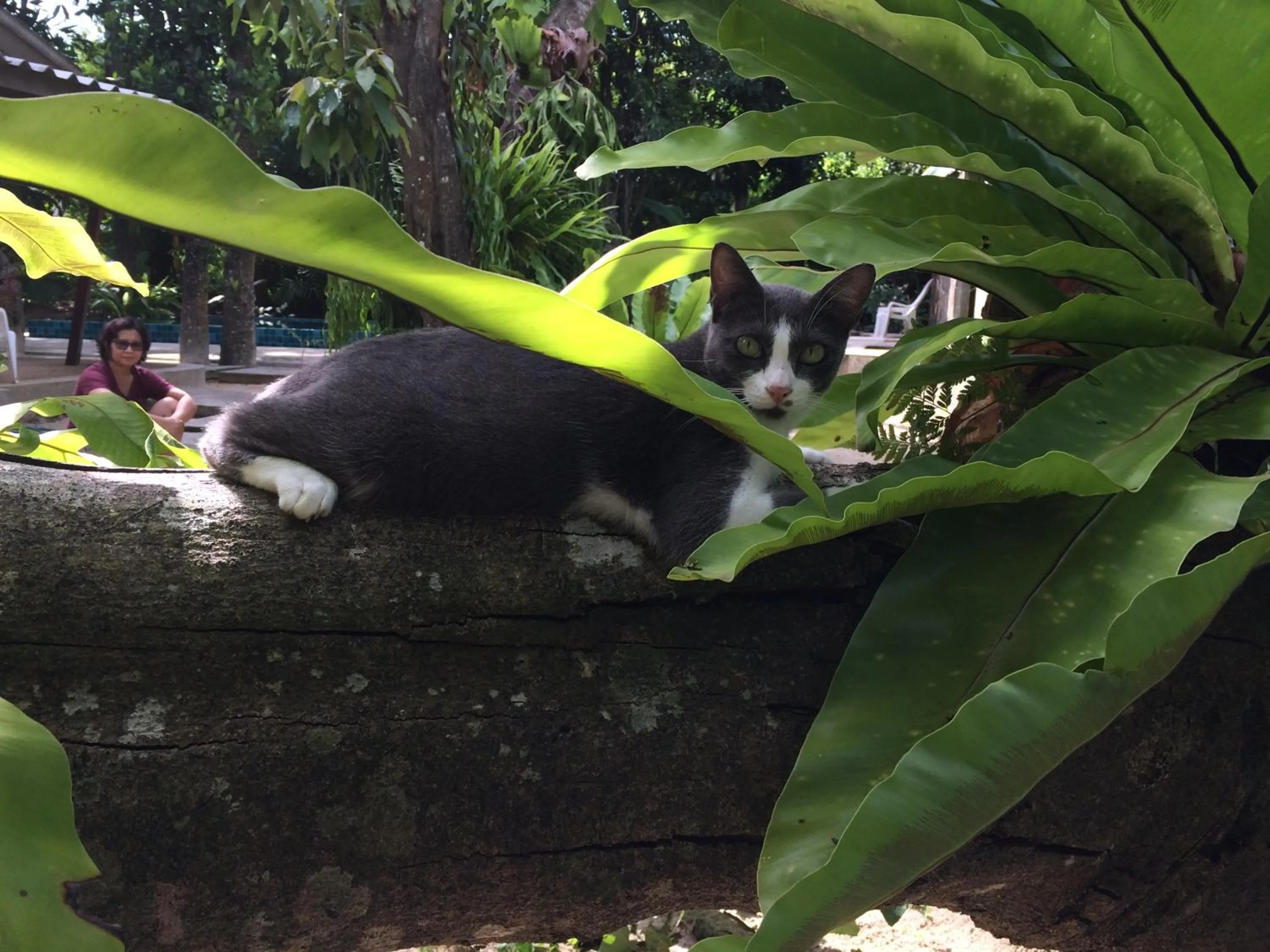 Pets in Fern House Retreat