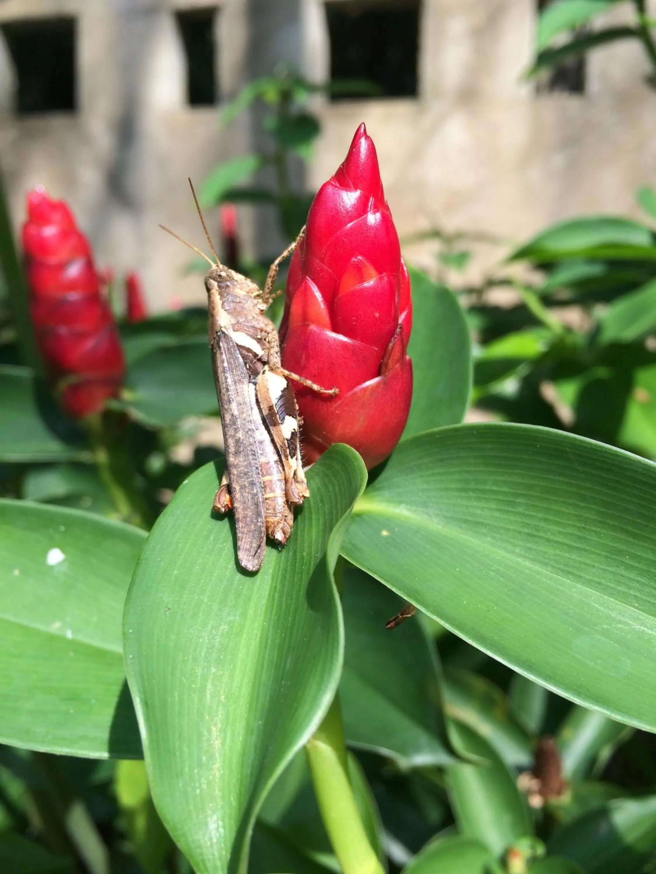 Animals in Fern House Retreat