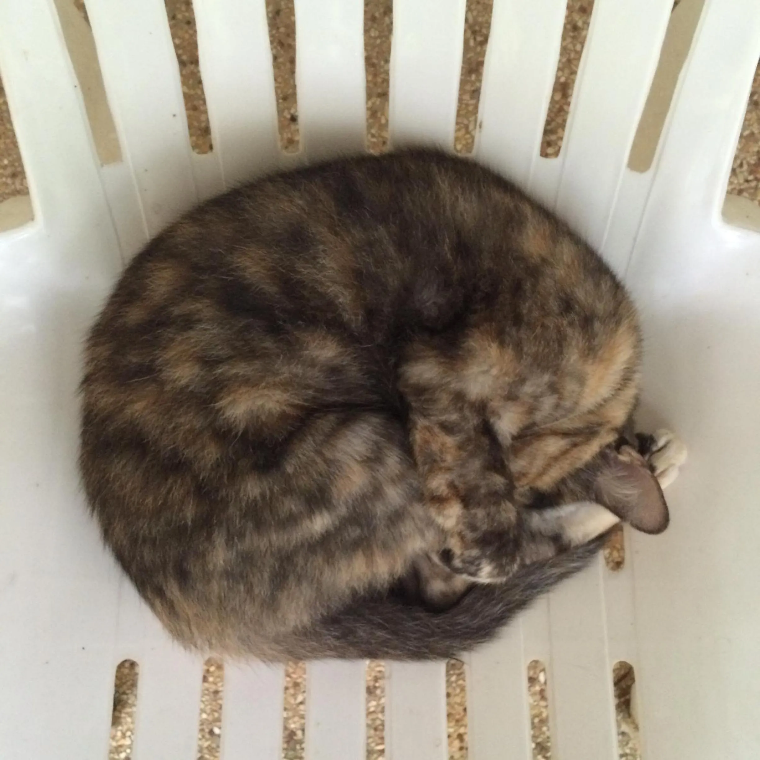 Pets in Fern House Retreat