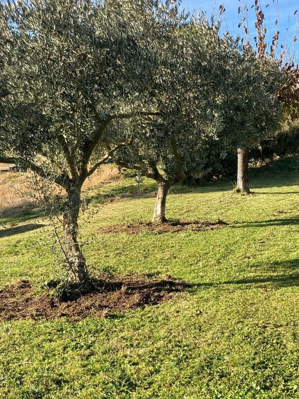Garden in LE MAS de PAUL