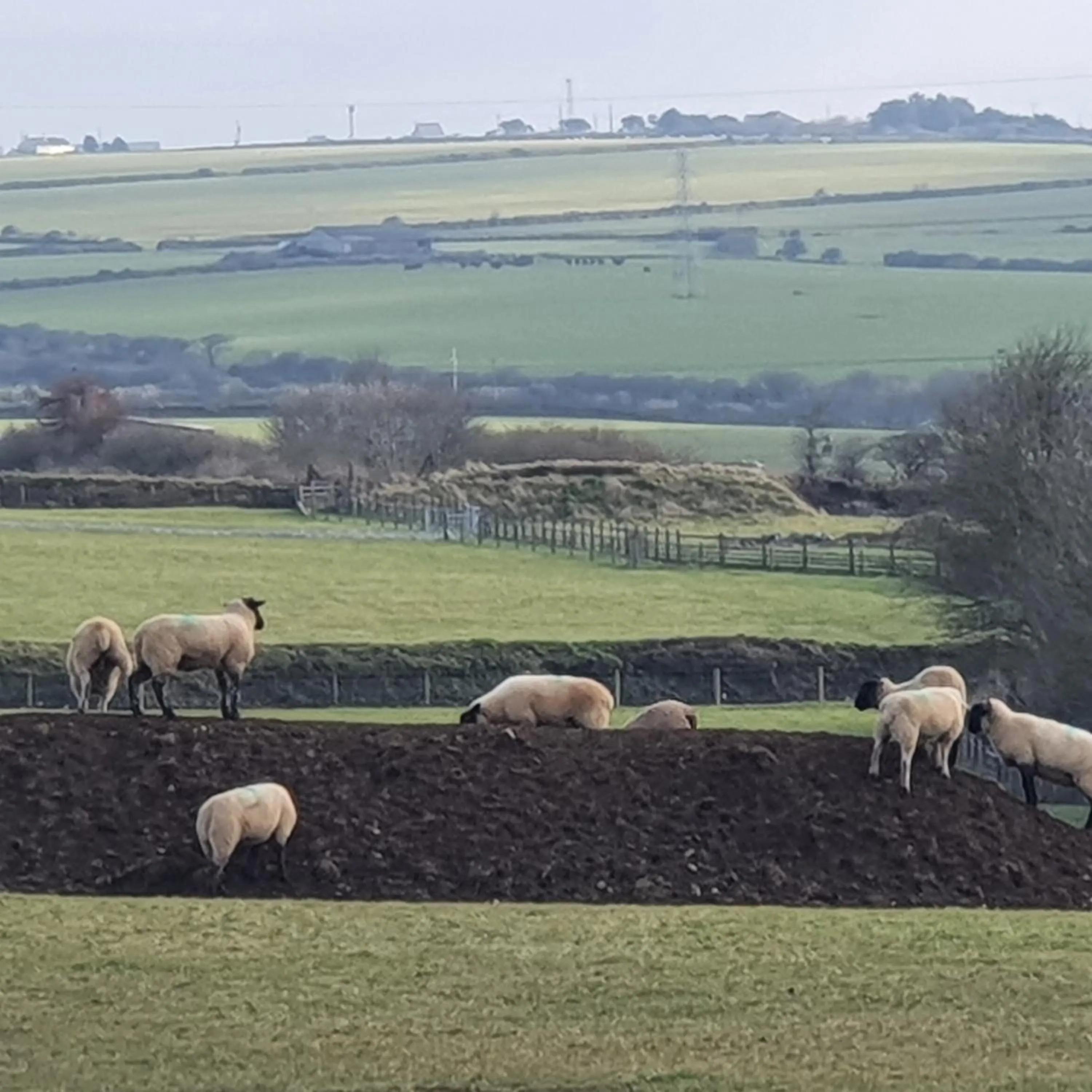 View (from property/room) in Melorne Farm Guest House
