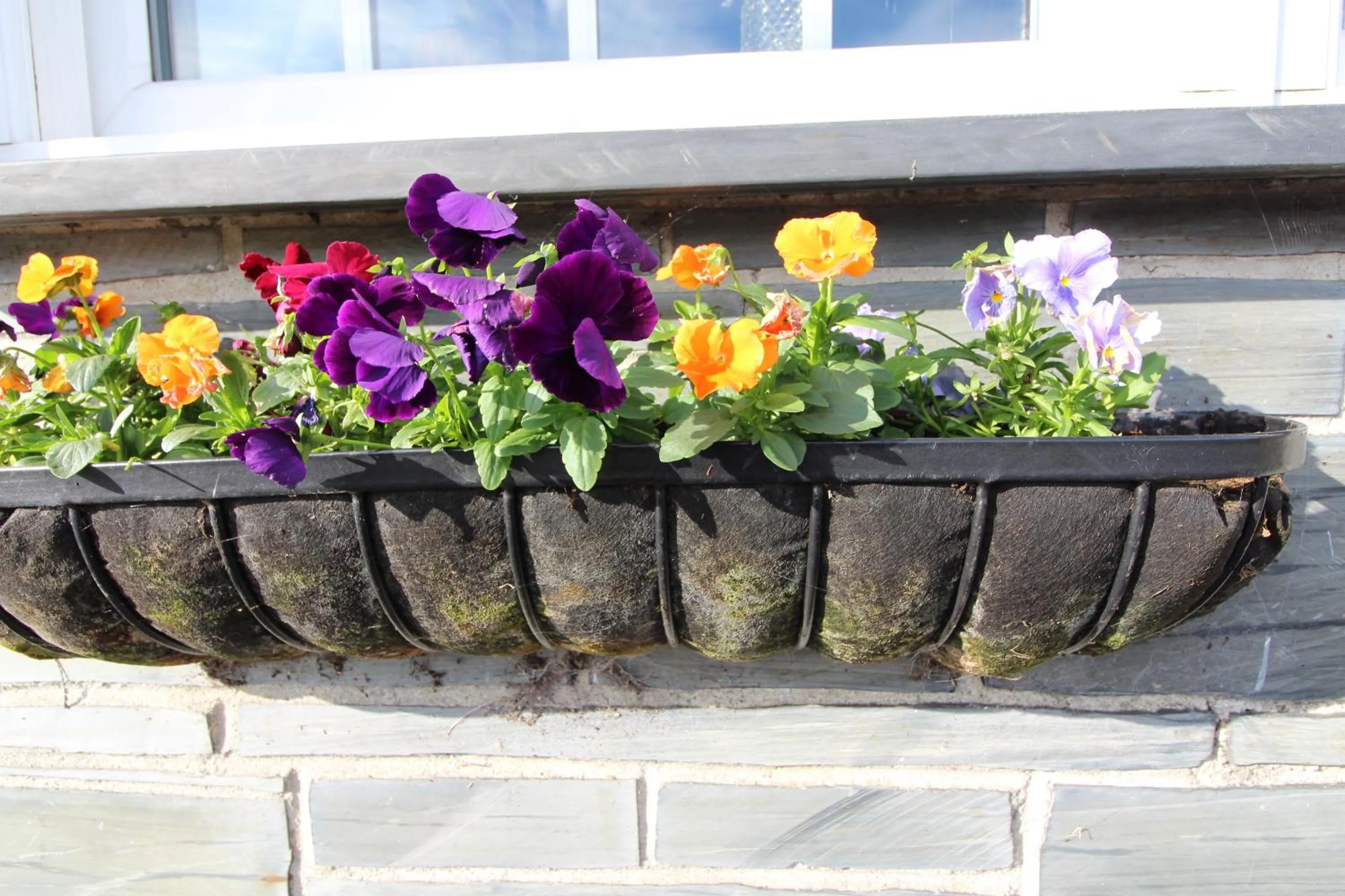 Garden in Melorne Farm Guest House
