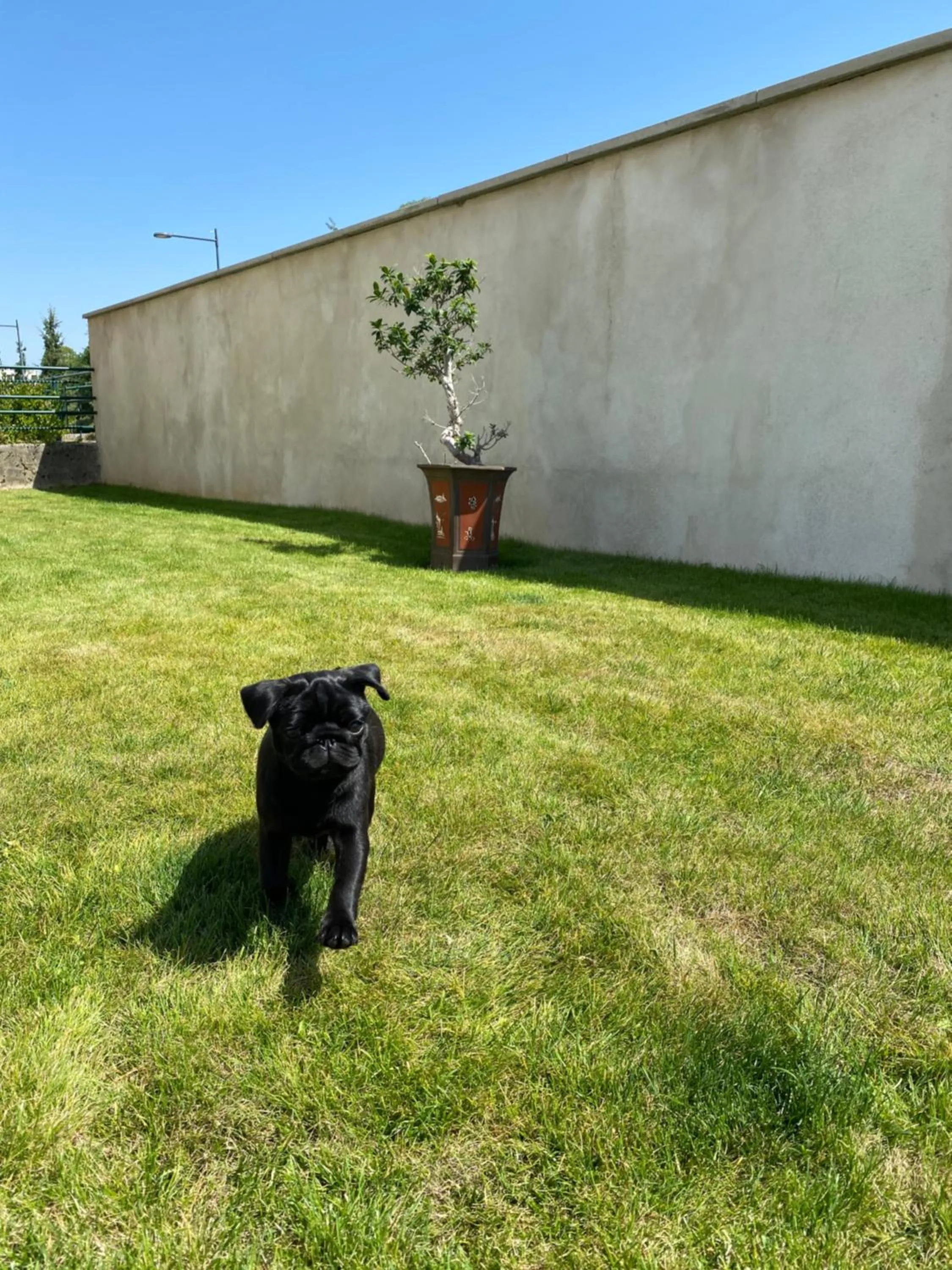 Pets in OLGA Chambre D'hôte "Betty 3"