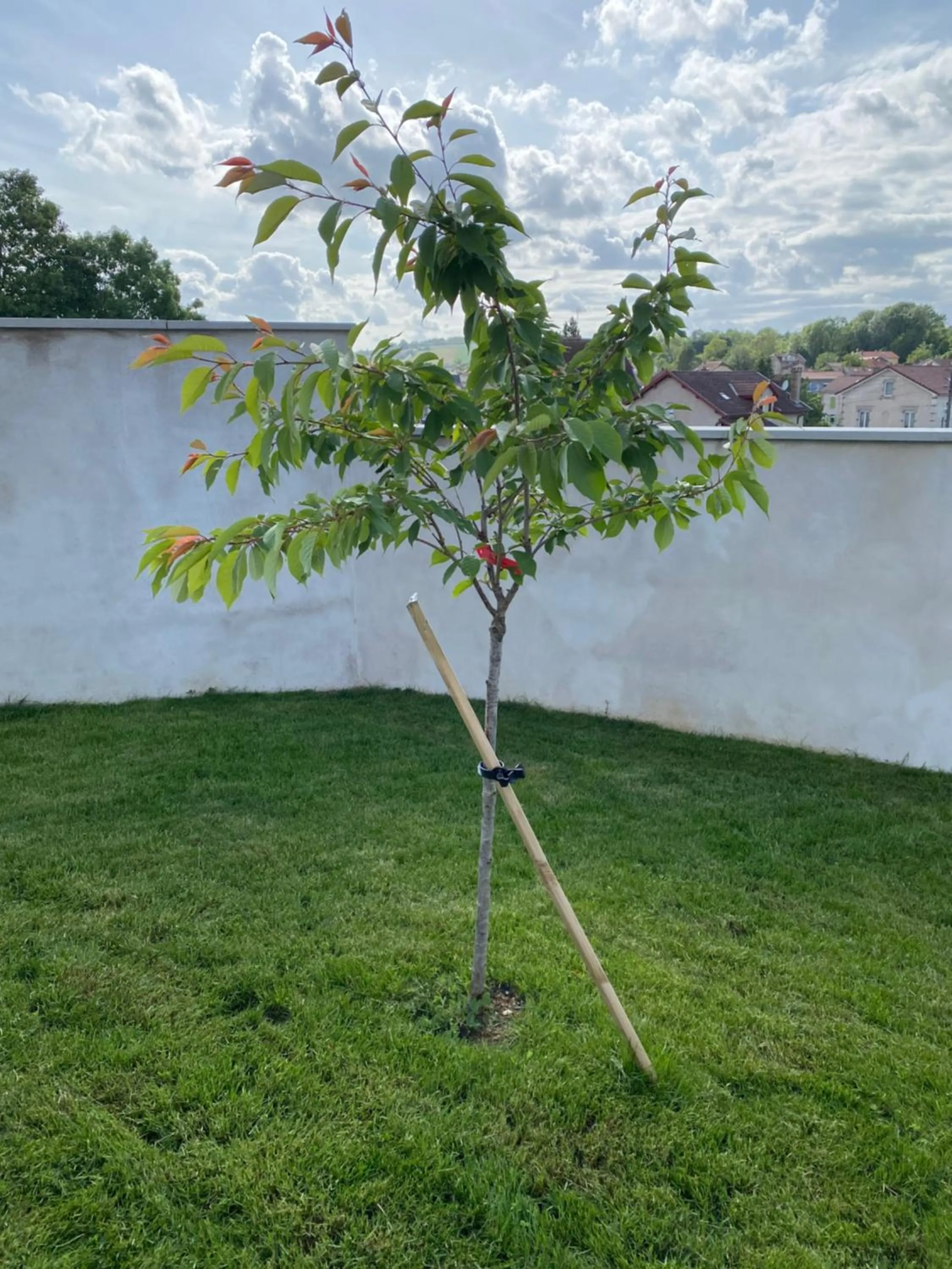 Garden in OLGA Chambre D'hôte "Betty 3"