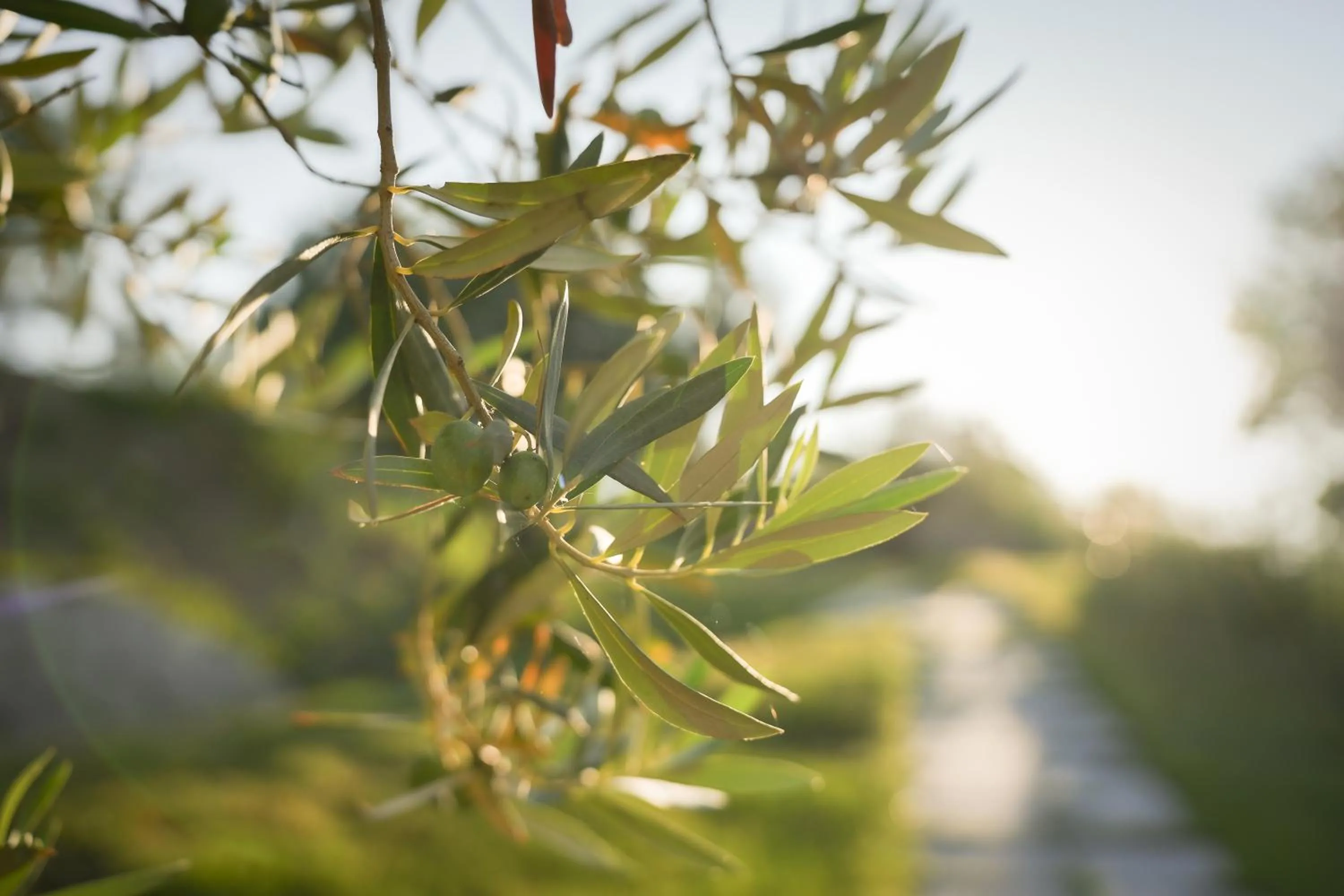 Natural landscape in Hang Loose Cottage Hotel & Resort 4 stelle Gizzeria Calabria