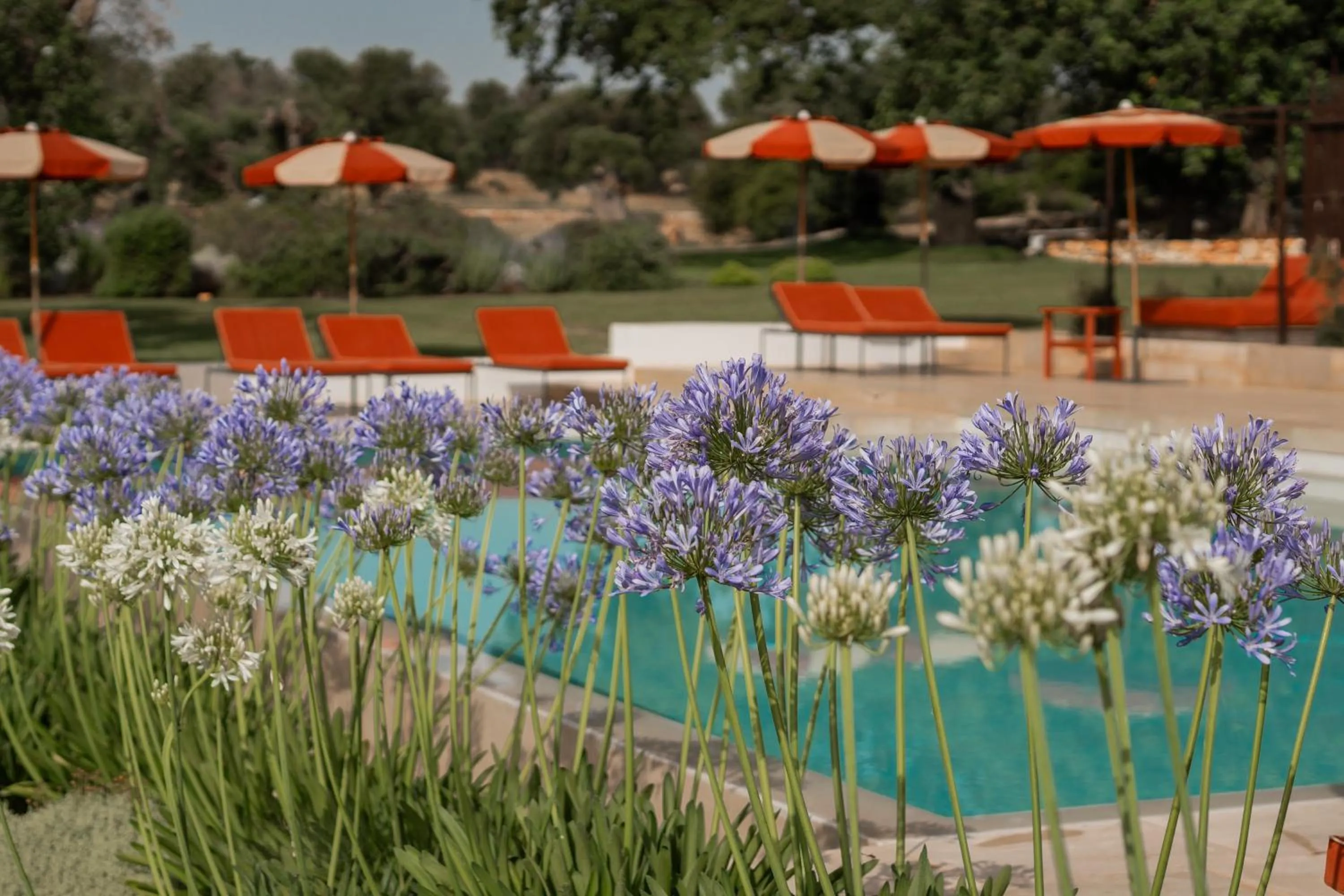 Swimming pool in Masseria Santo Scalone